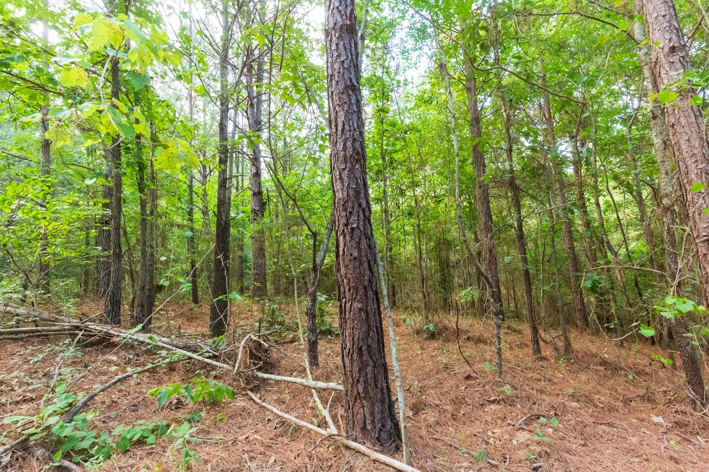 Whiskey Ridge Tract 72 photo 4