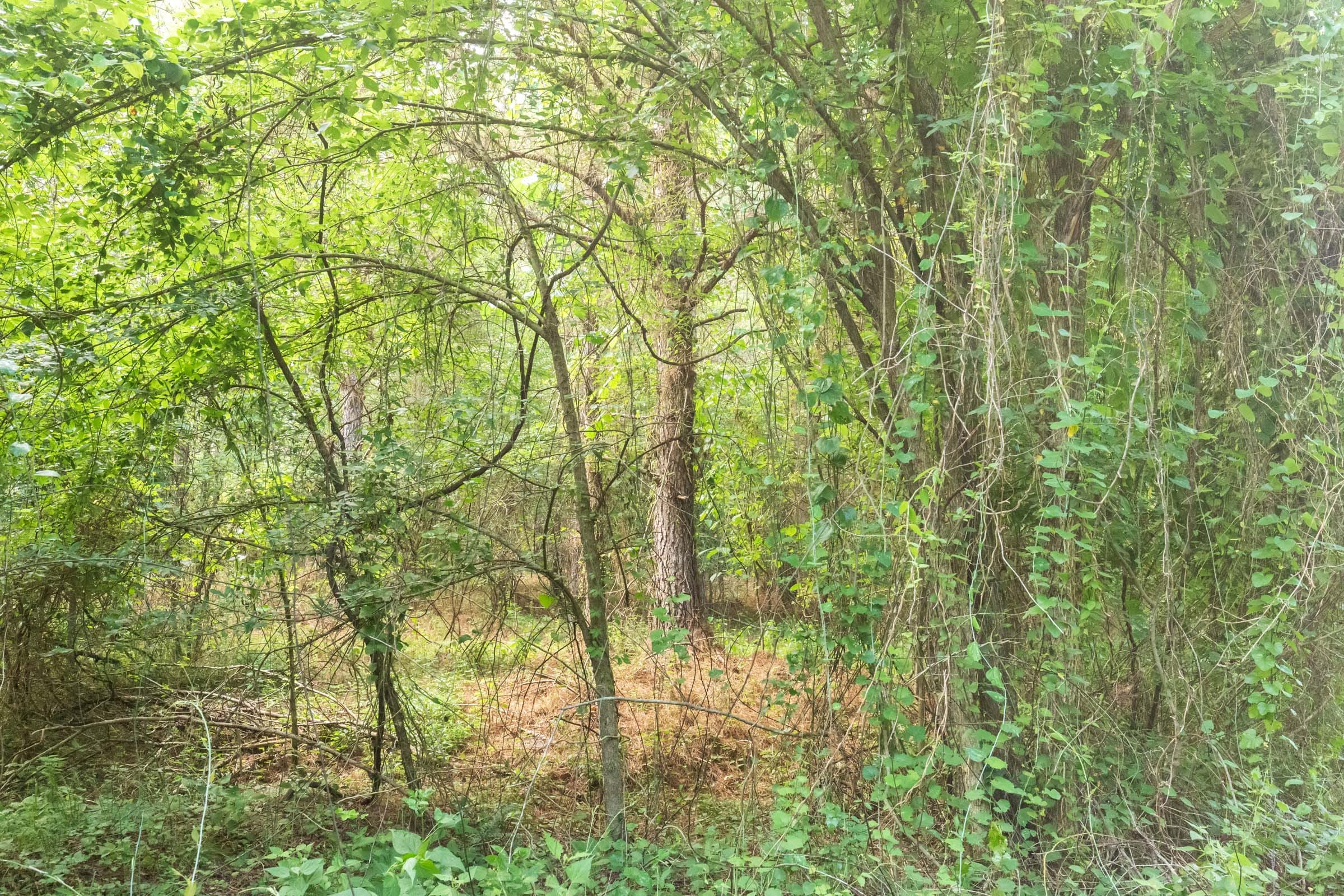 Whiskey Ridge Tract 72 photo 5