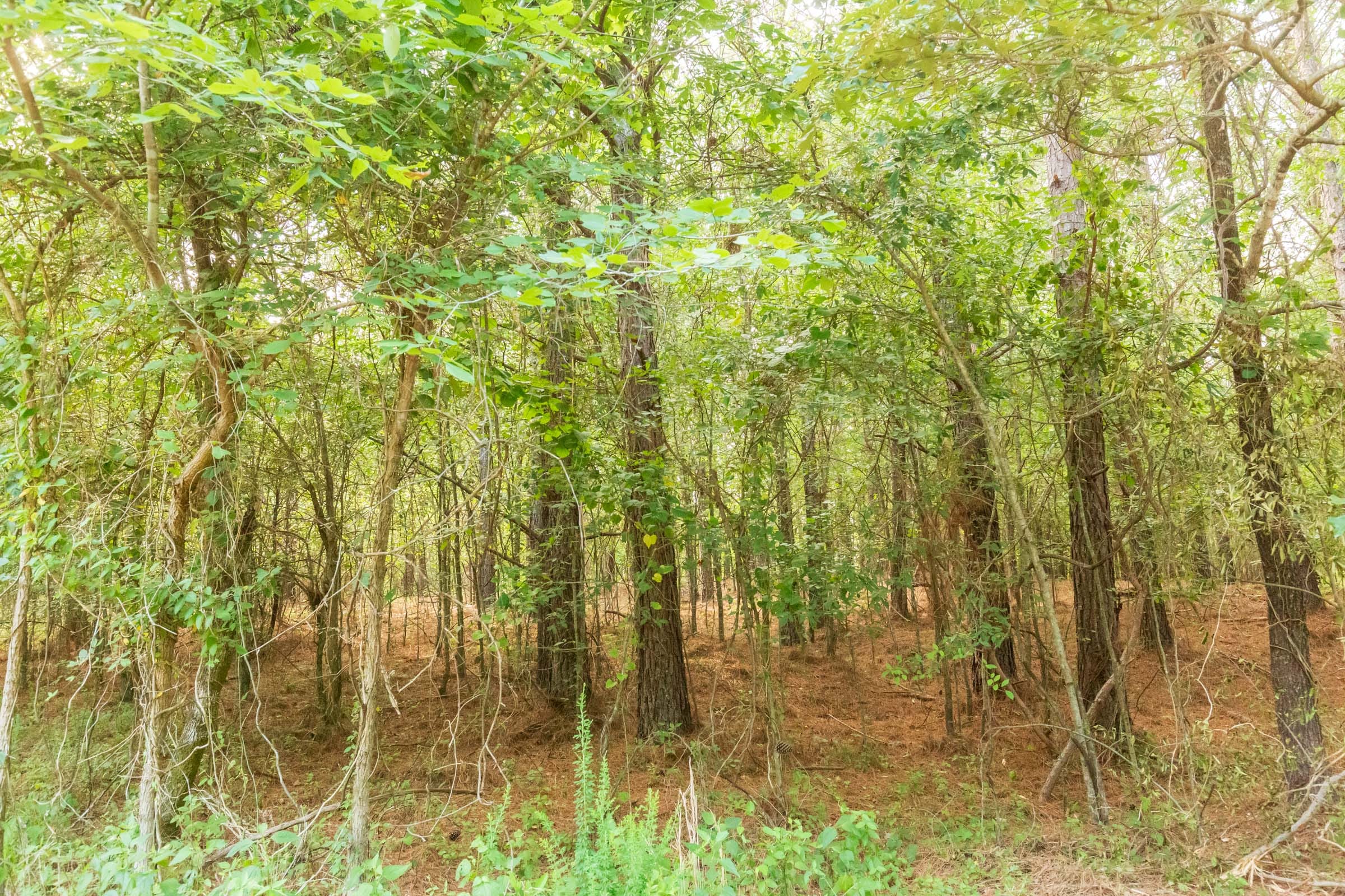 Whiskey Ridge Tract 72 photo 7
