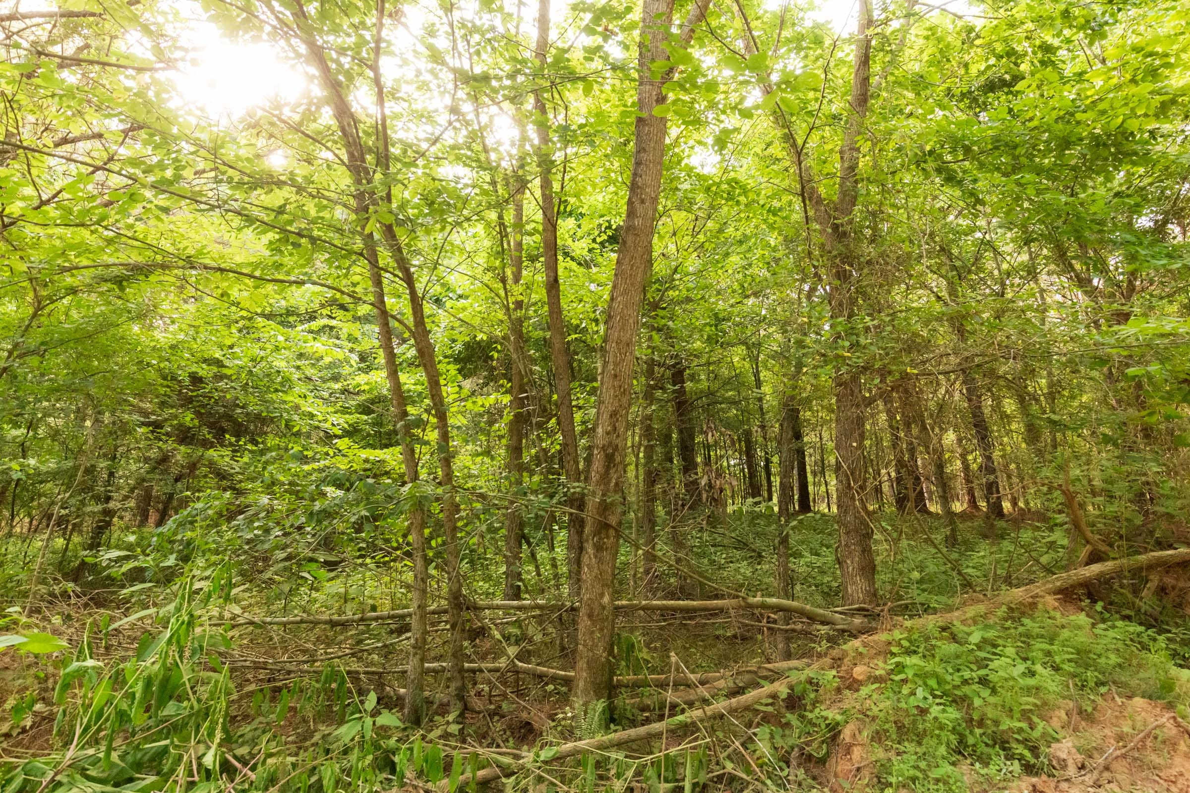 Whiskey Ridge Tract 72 photo 8