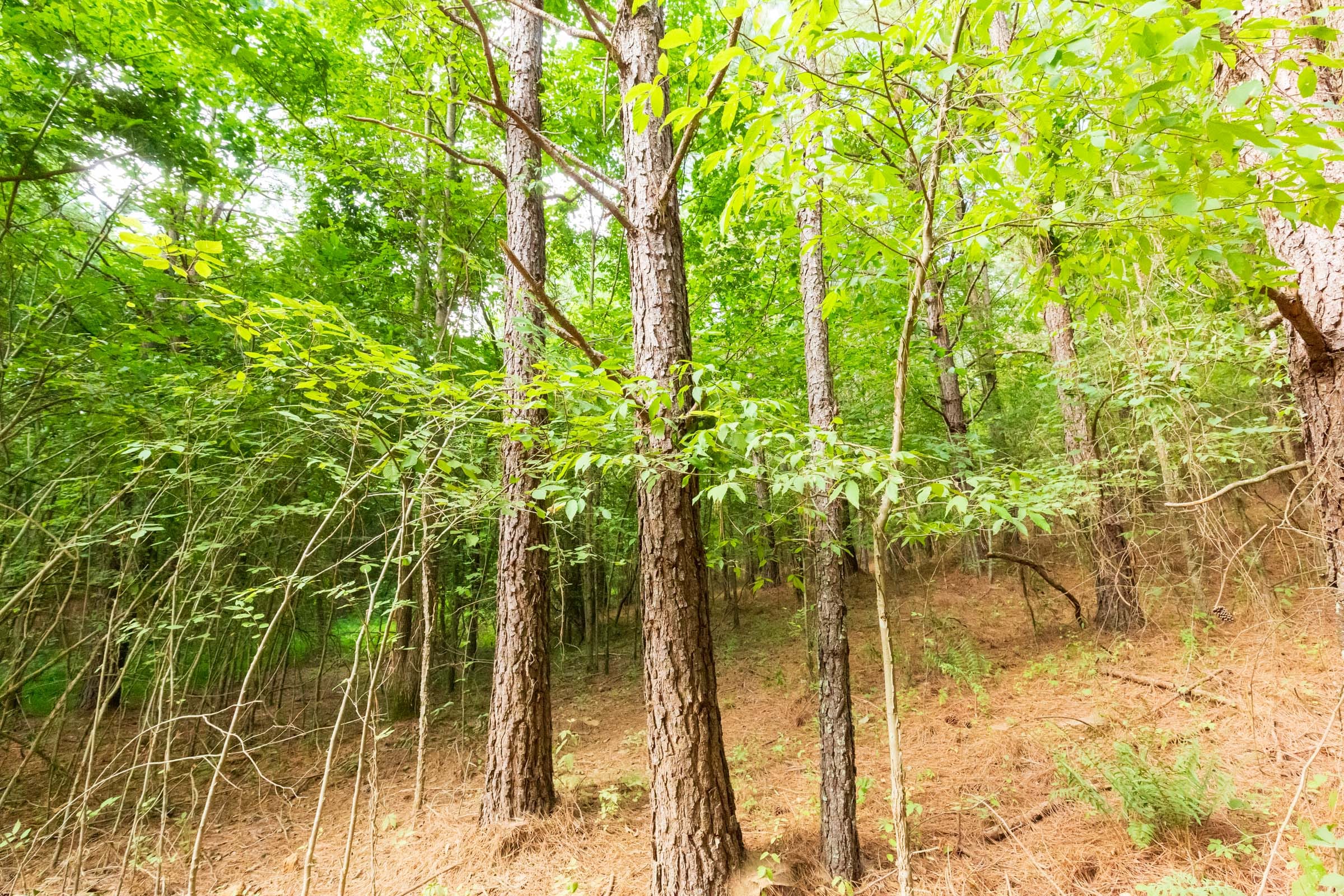 Whiskey Ridge Tract 72 photo 9