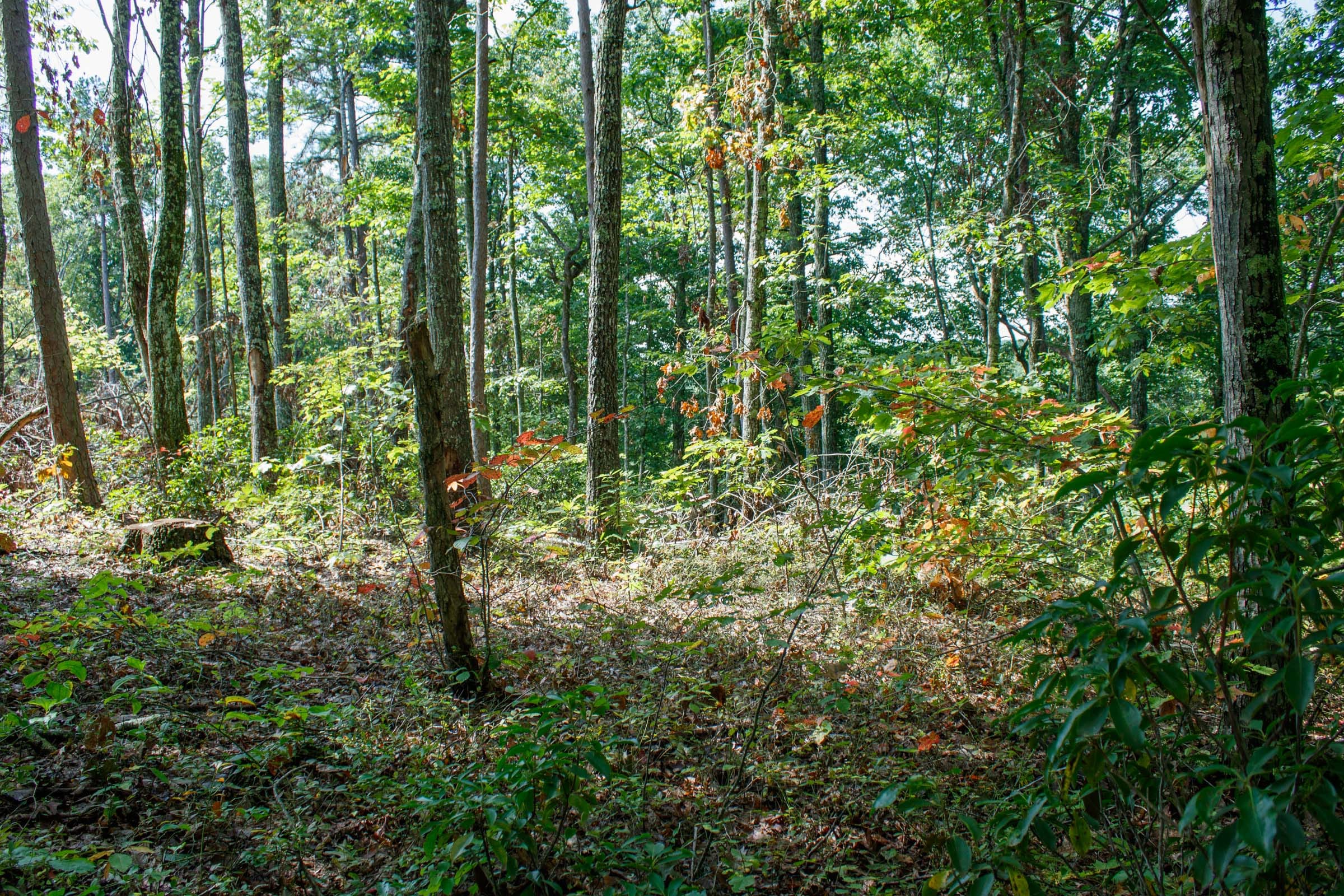 Wounded Oak Tract 1 photo 2