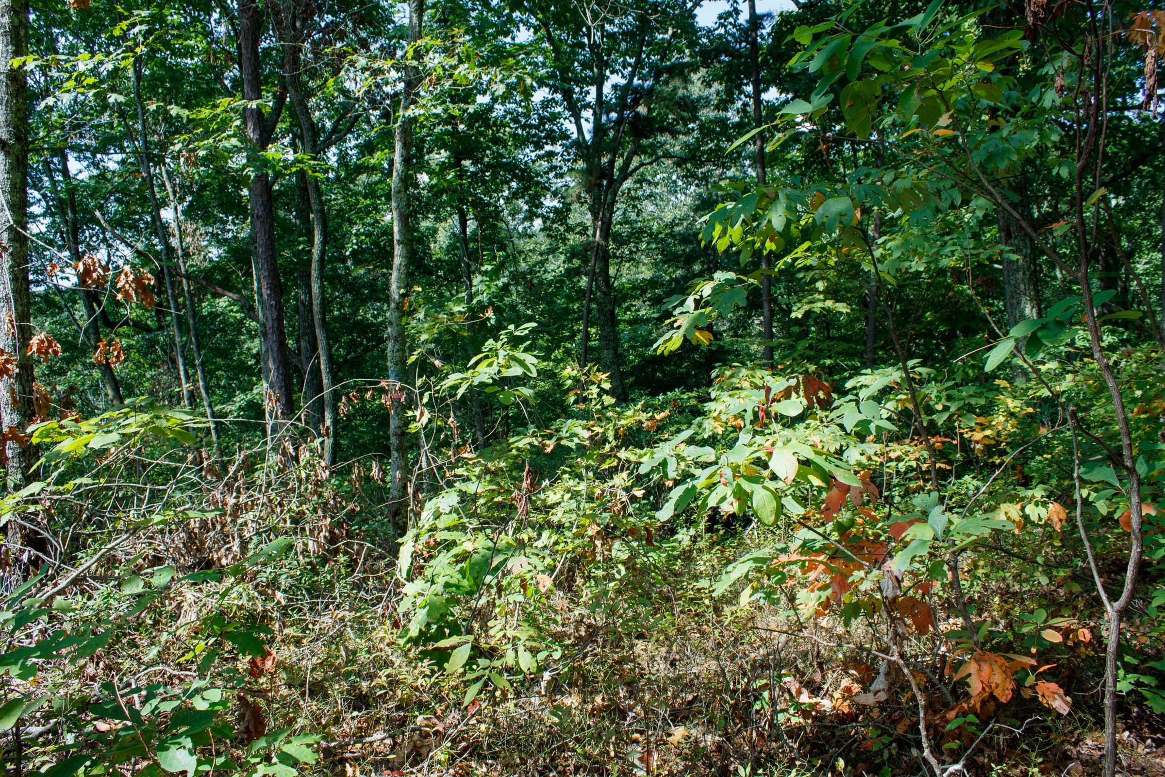Wounded Oak Tract 1 photo 3