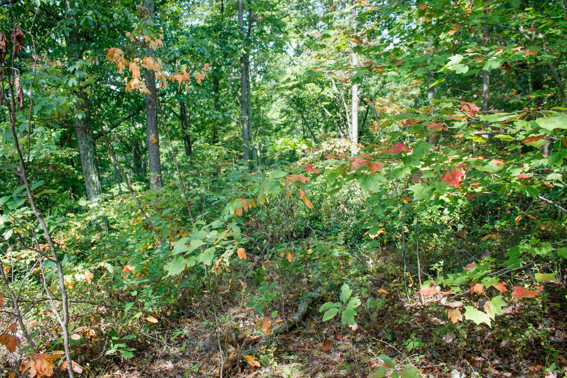 Wounded Oak Tract 1 photo 4