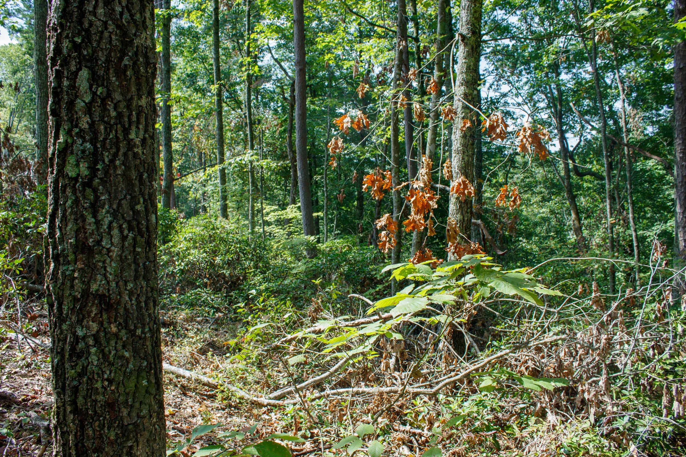 Wounded Oak Tract 1 photo 5