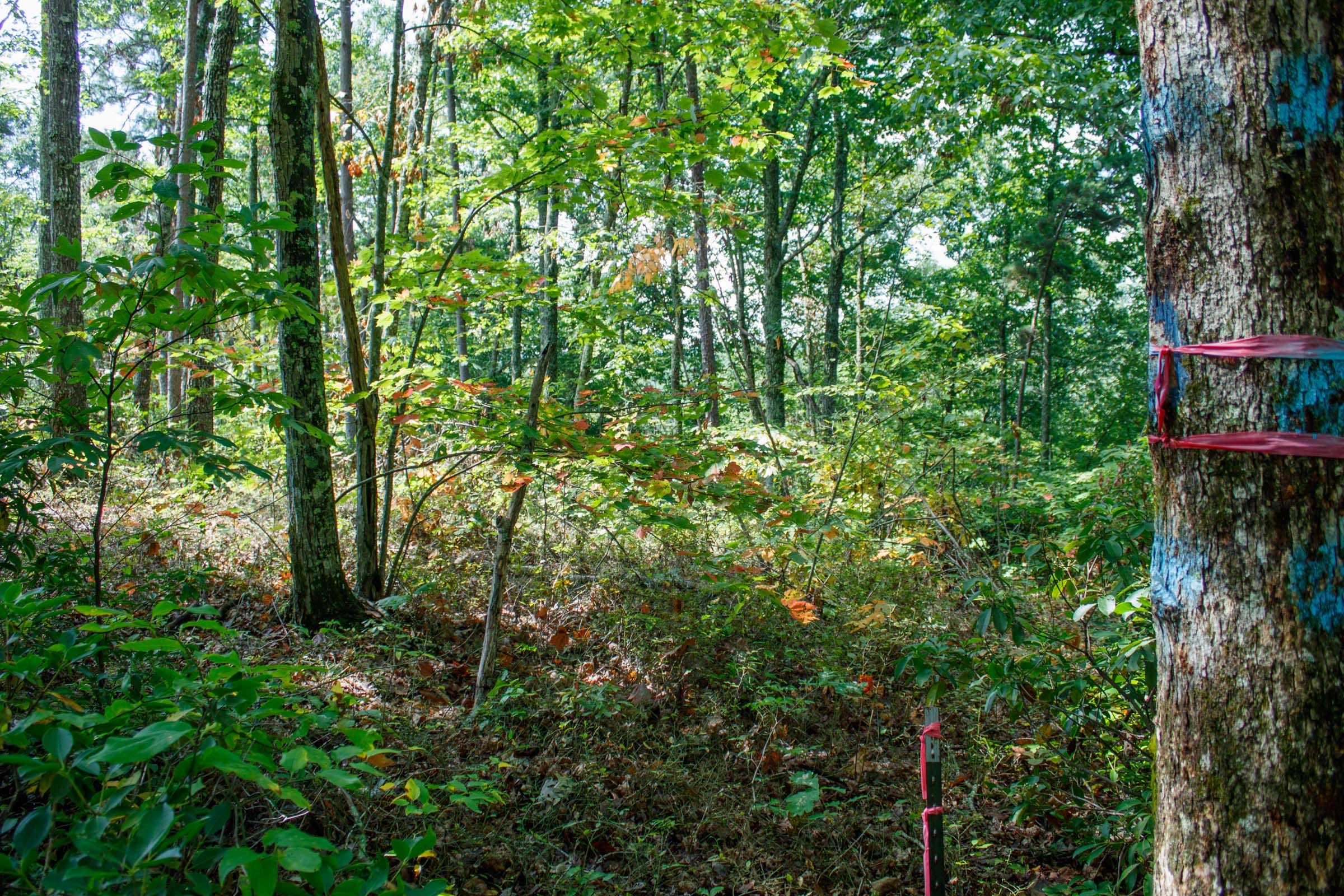 Wounded Oak Tract 1 photo 7