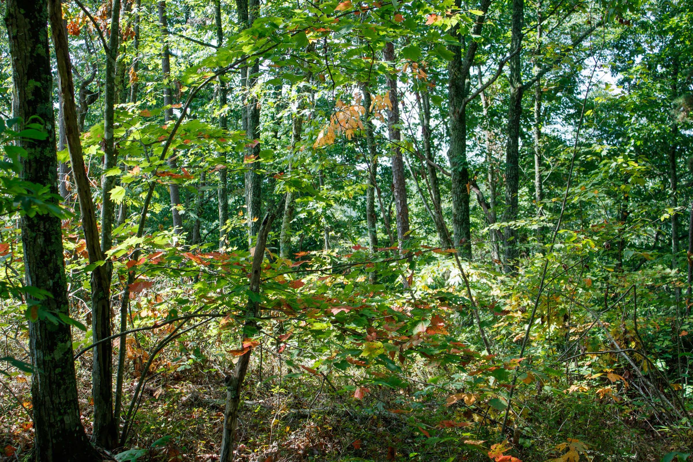 Wounded Oak Tract 1 photo 8