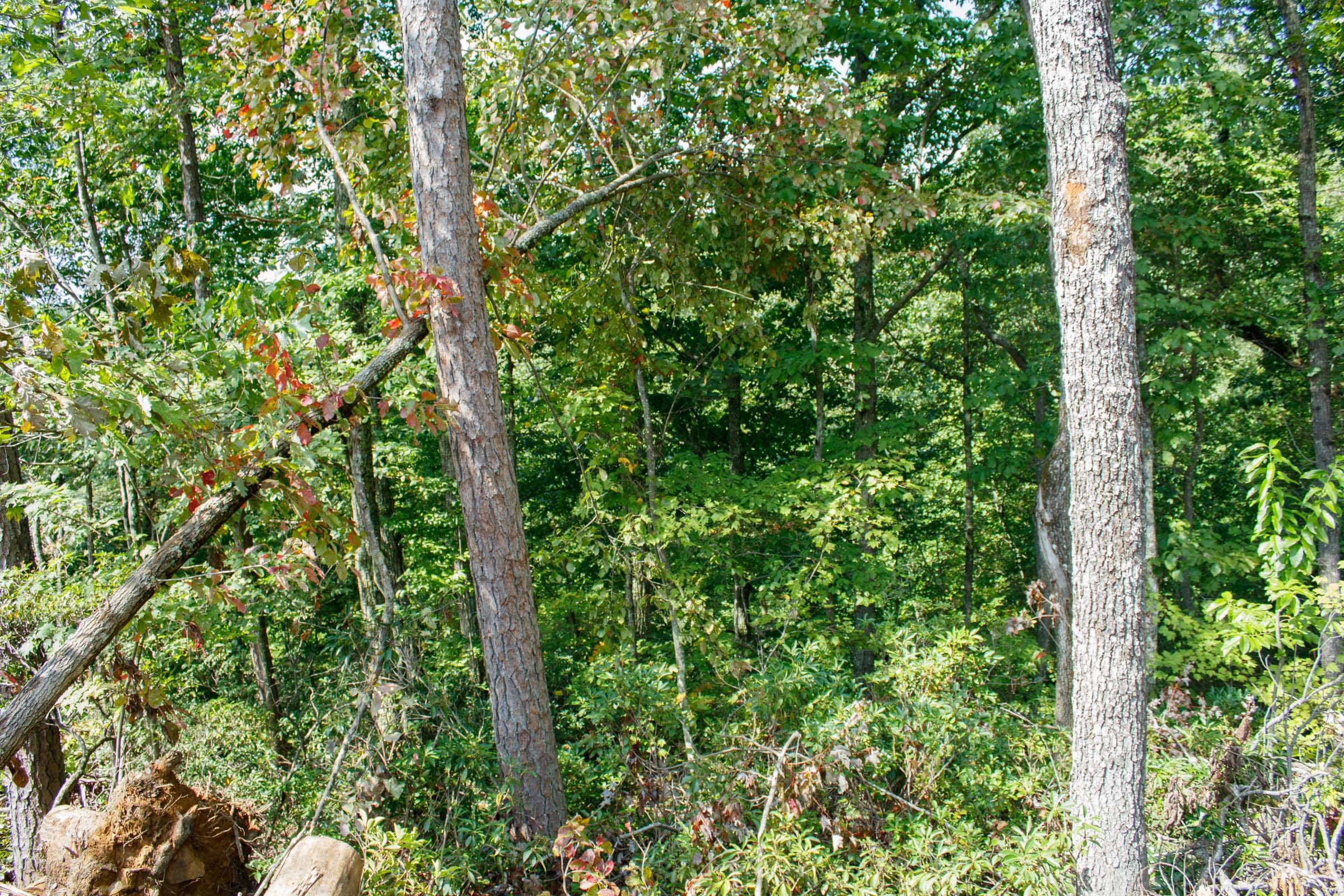 Wounded Oak Tract 1 photo 9