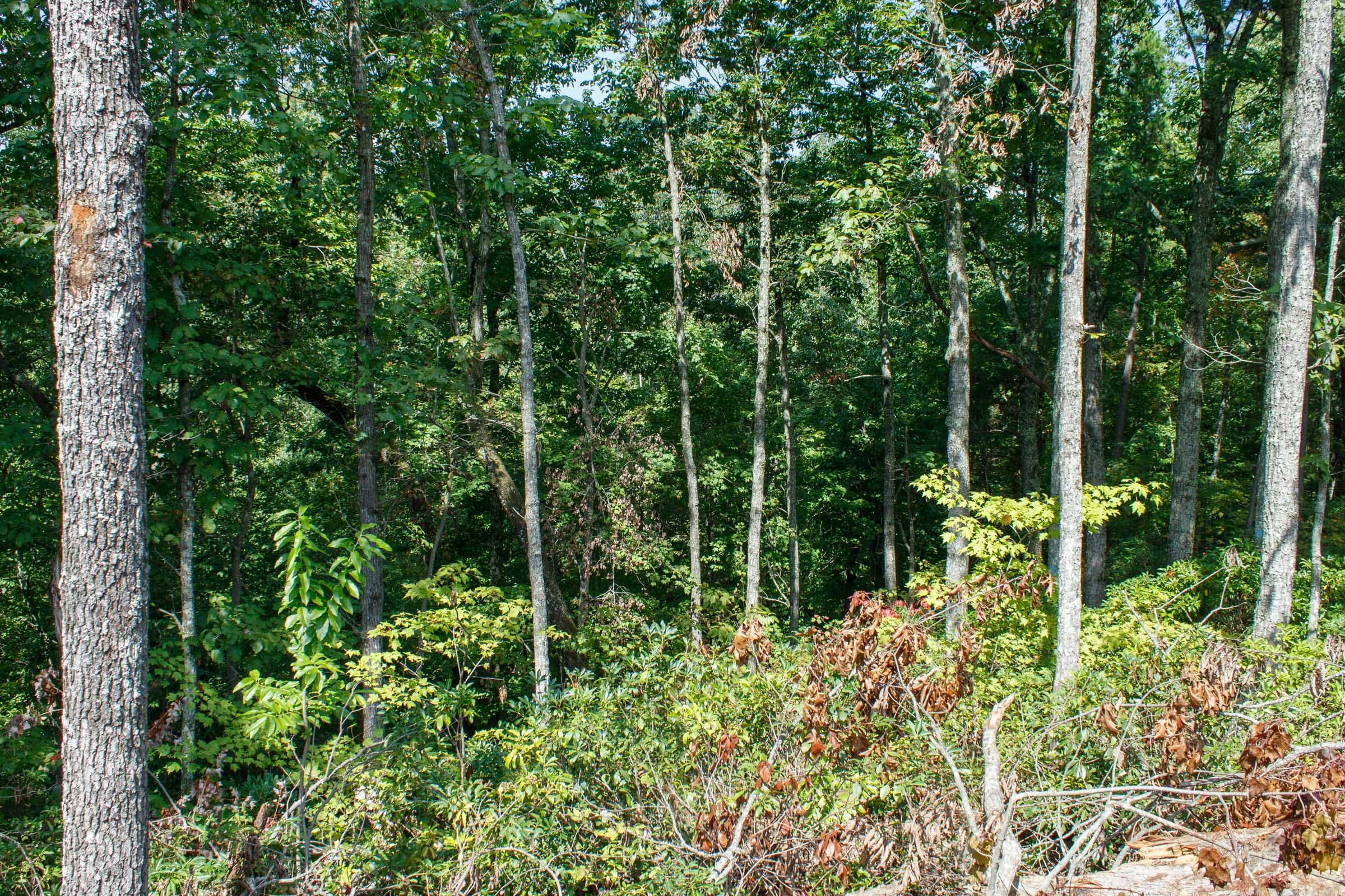 Wounded Oak Tract 1 photo 10