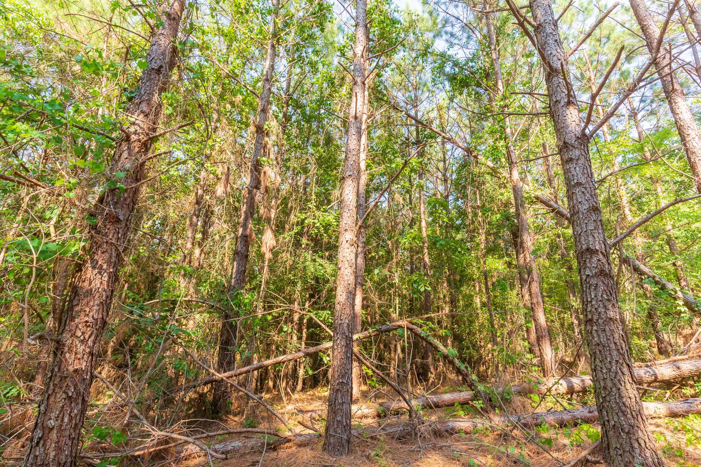 Whiskey Ridge Tract 88 photo 3