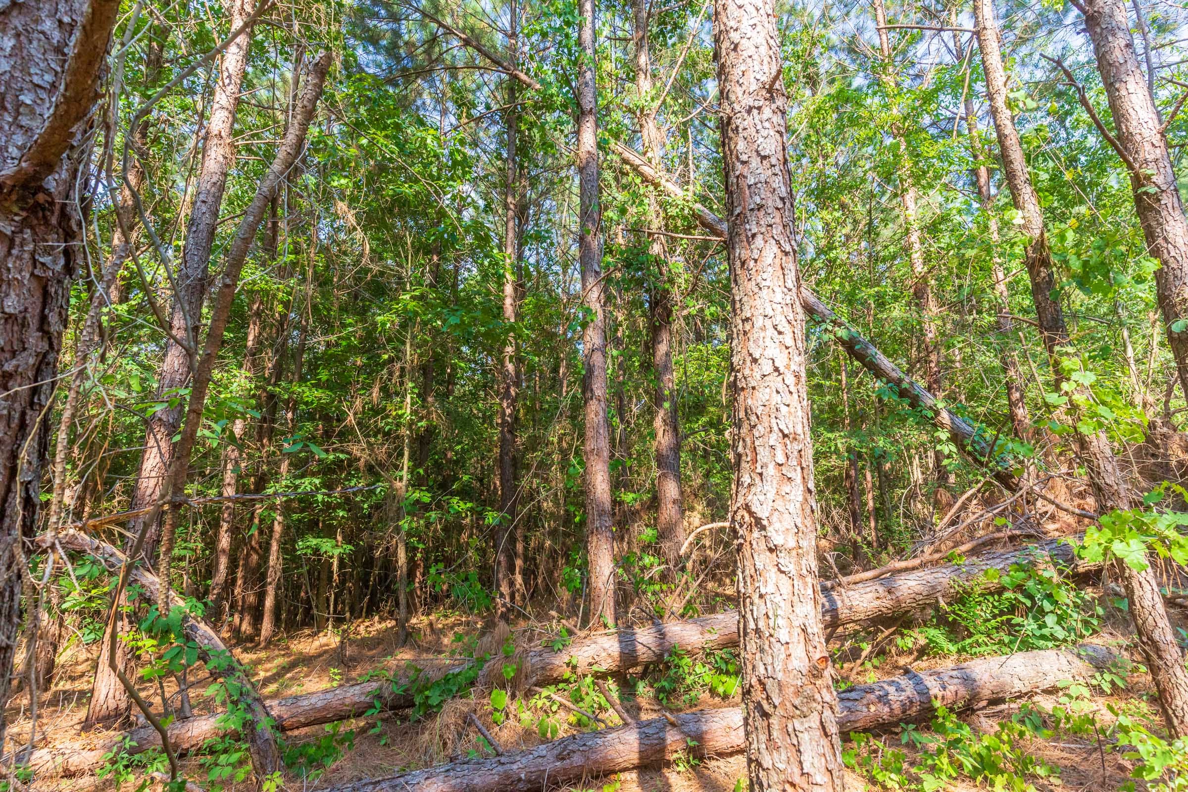 Whiskey Ridge Tract 88 photo 4