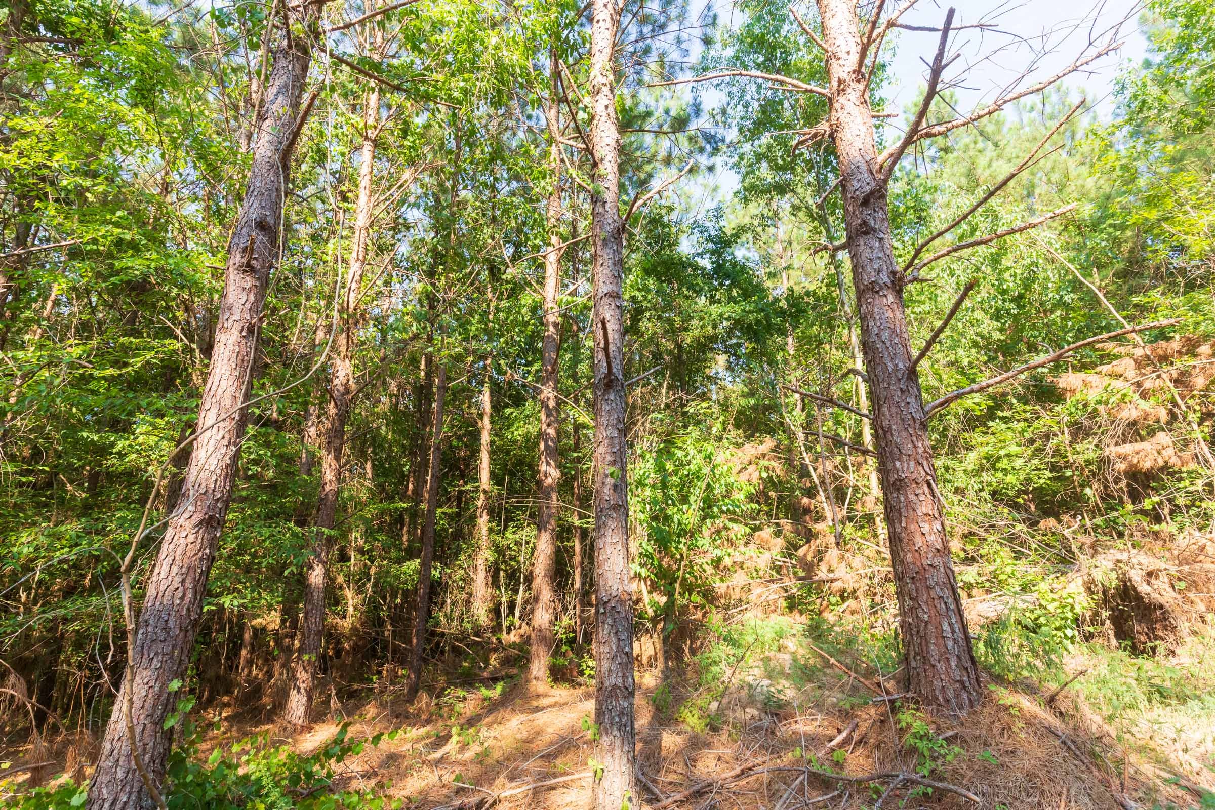 Whiskey Ridge Tract 88 photo 5