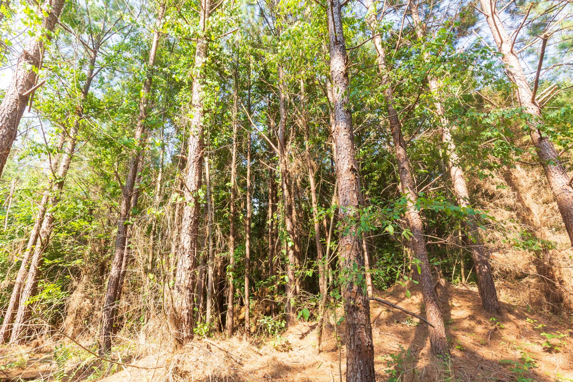 Whiskey Ridge Tract 88 photo 7