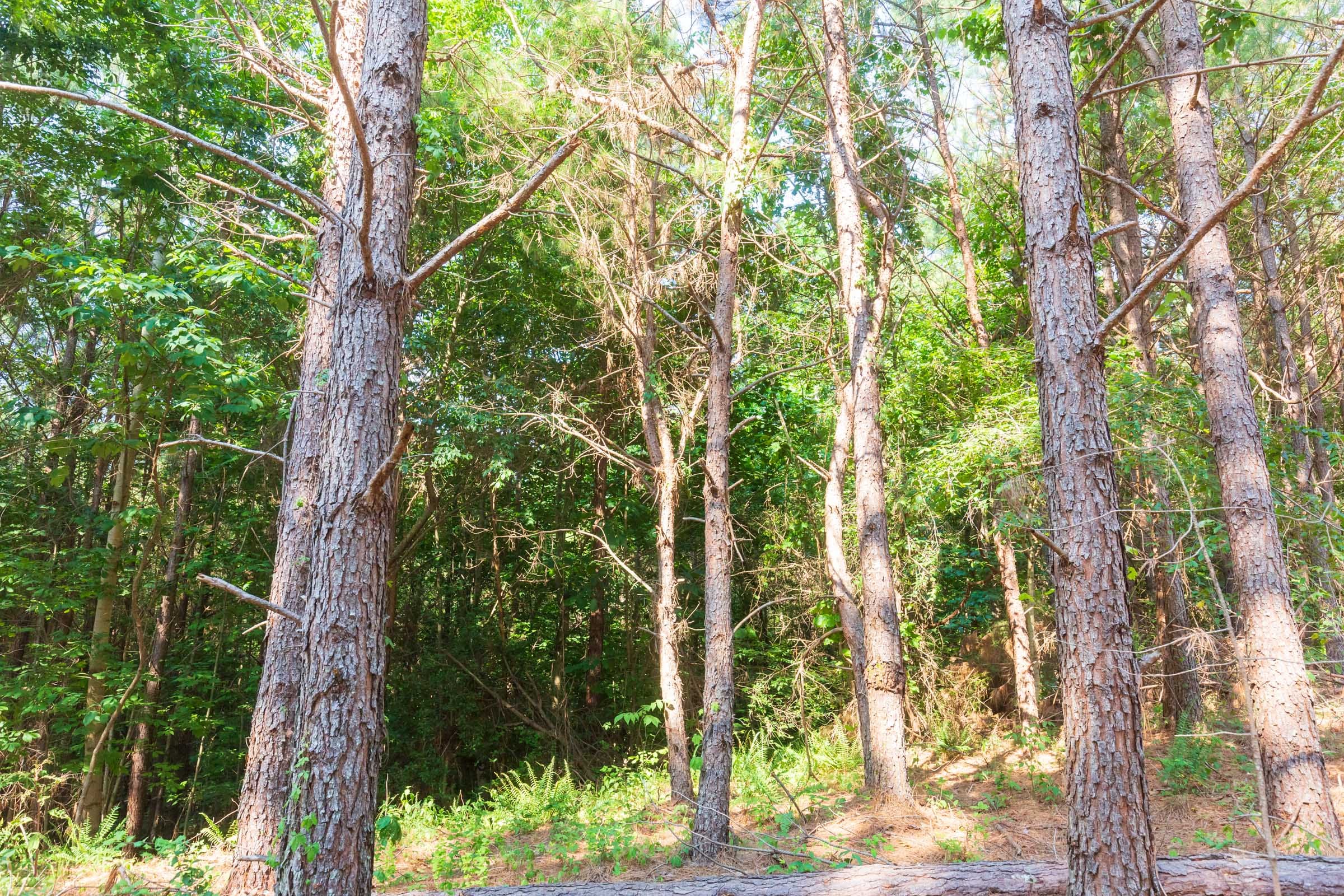Whiskey Ridge Tract 88 photo 8