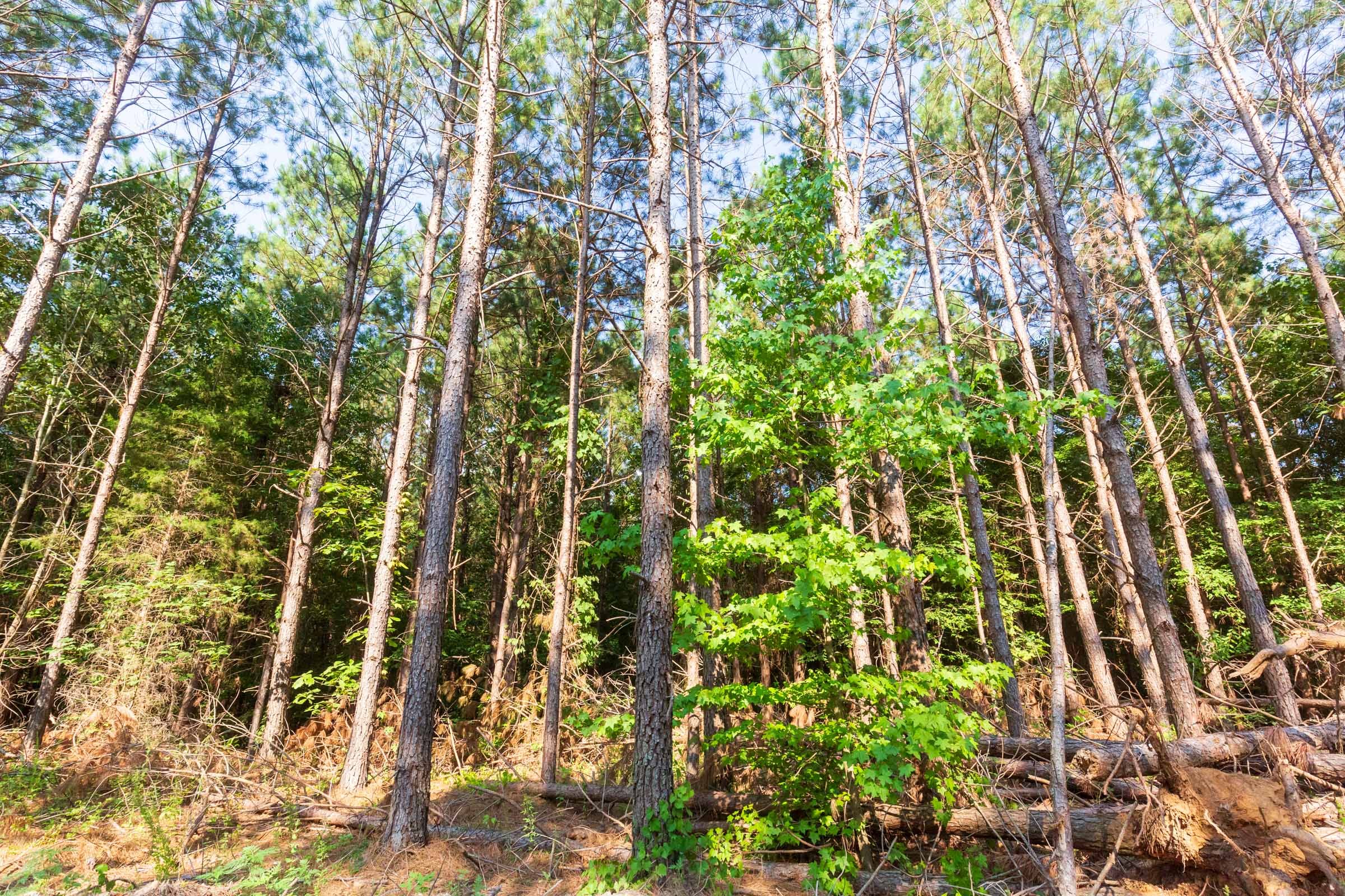 Whiskey Ridge Tract 88 photo 1
