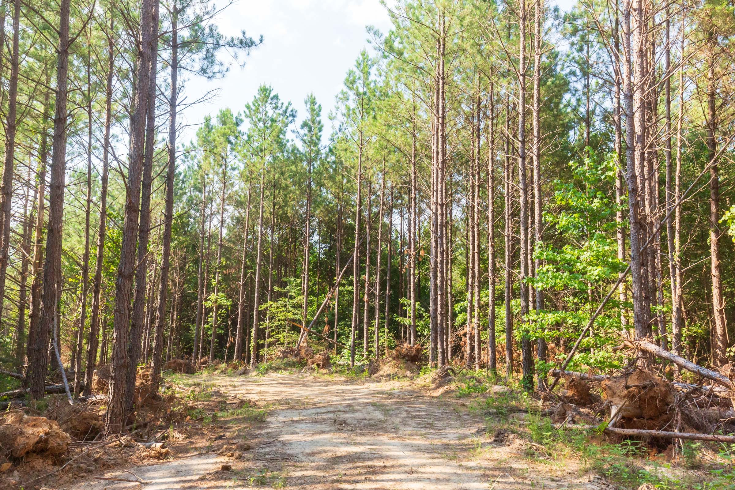 Whiskey Ridge Tract 88 photo 6