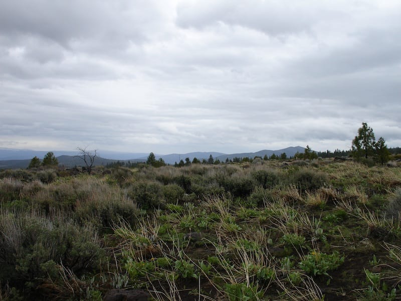 California Pines Tract 33 photo 7