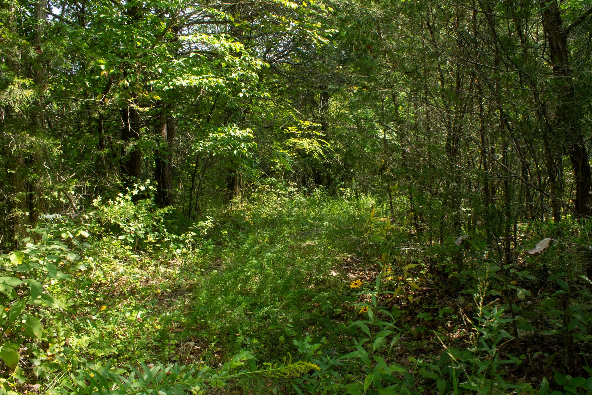 Bluegrass Ridge Tract 3 photo 6