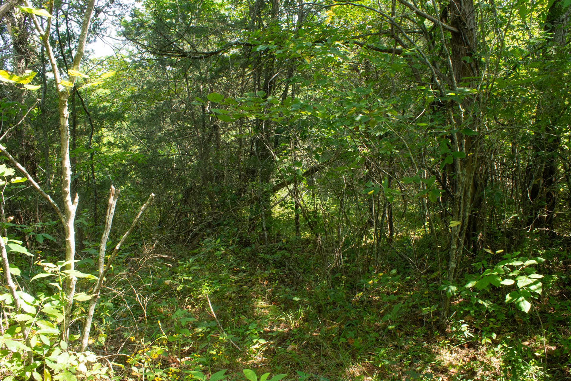 Bluegrass Ridge Tract 3 photo 7