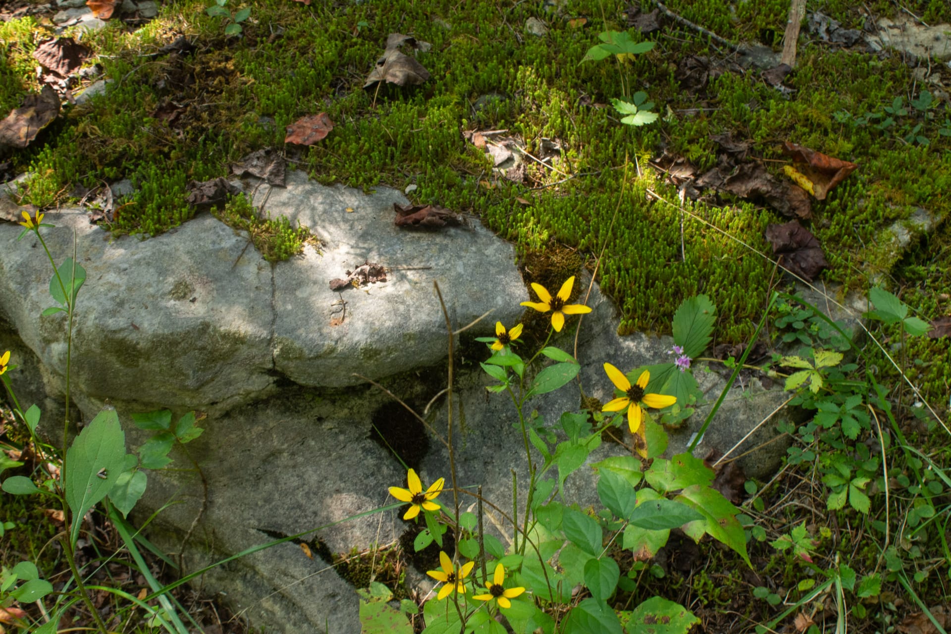 Bluegrass Ridge Tract 3 photo 8