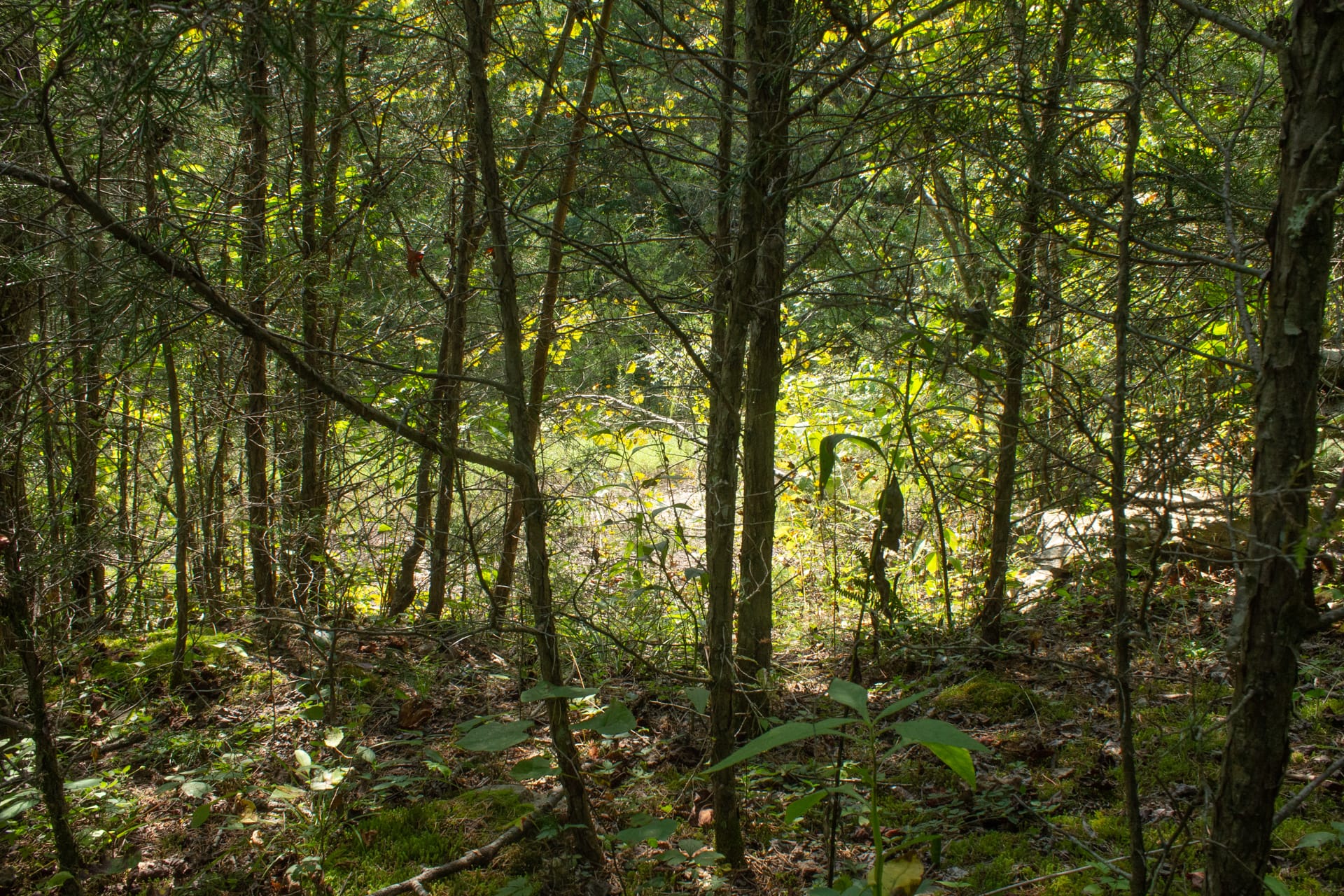 Bluegrass Ridge Tract 3 photo 9