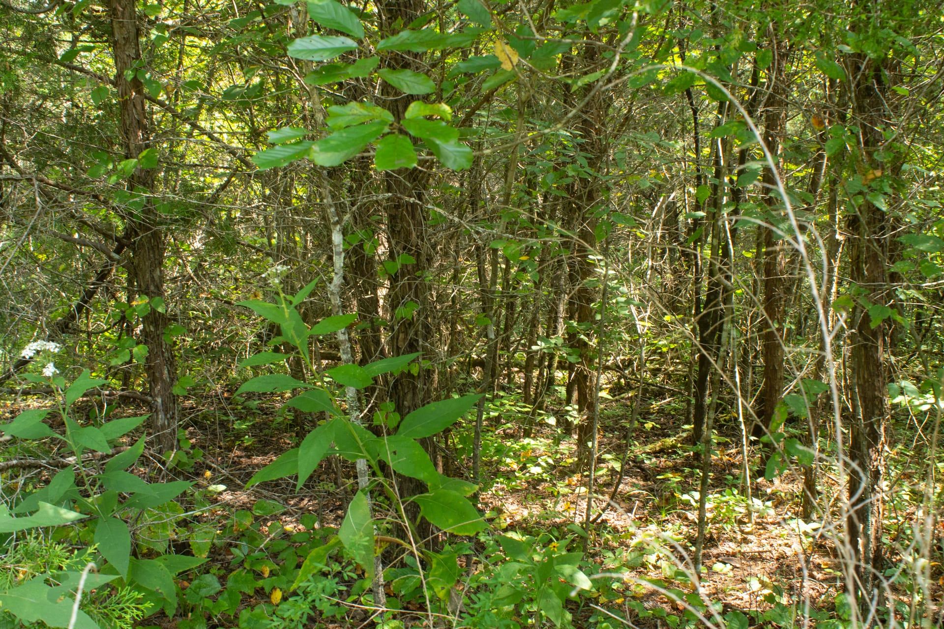 Bluegrass Ridge Tract 3 photo 13