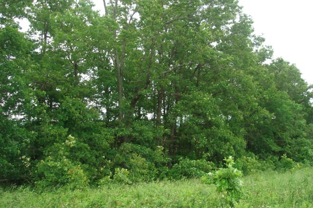 Whispering Oaks Tract 14 photo 3