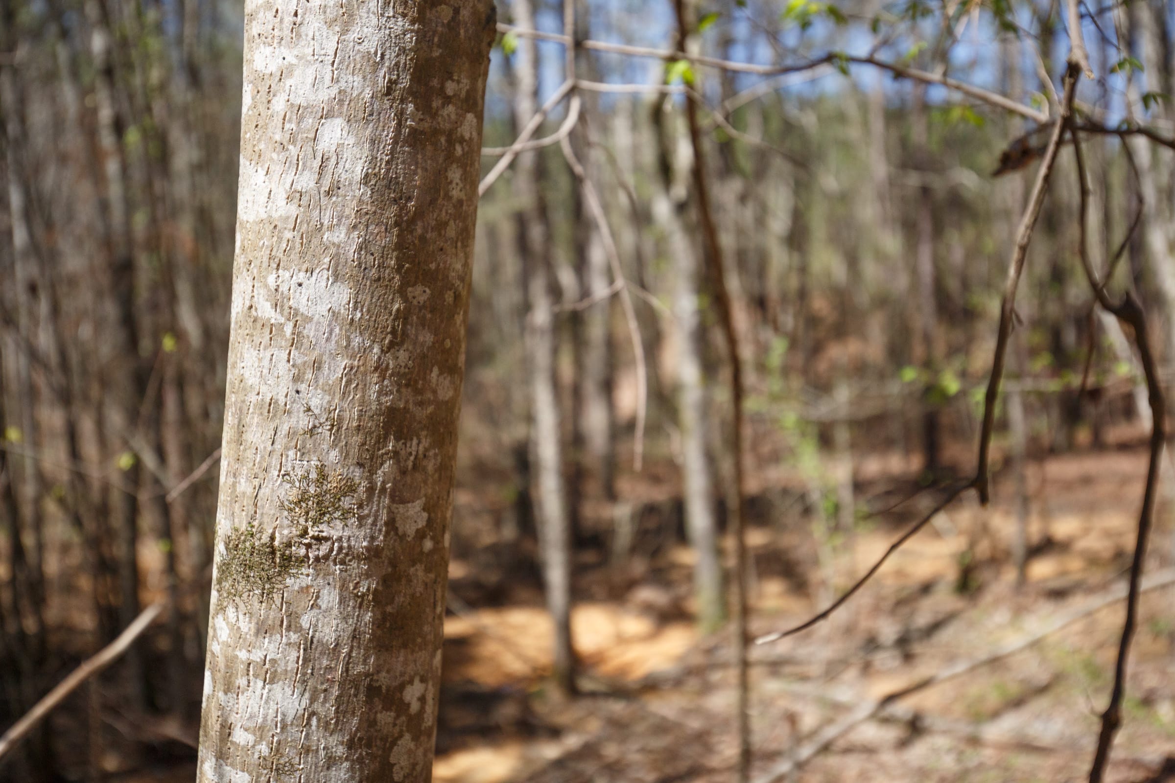Southern Hills Tract 18 photo 10