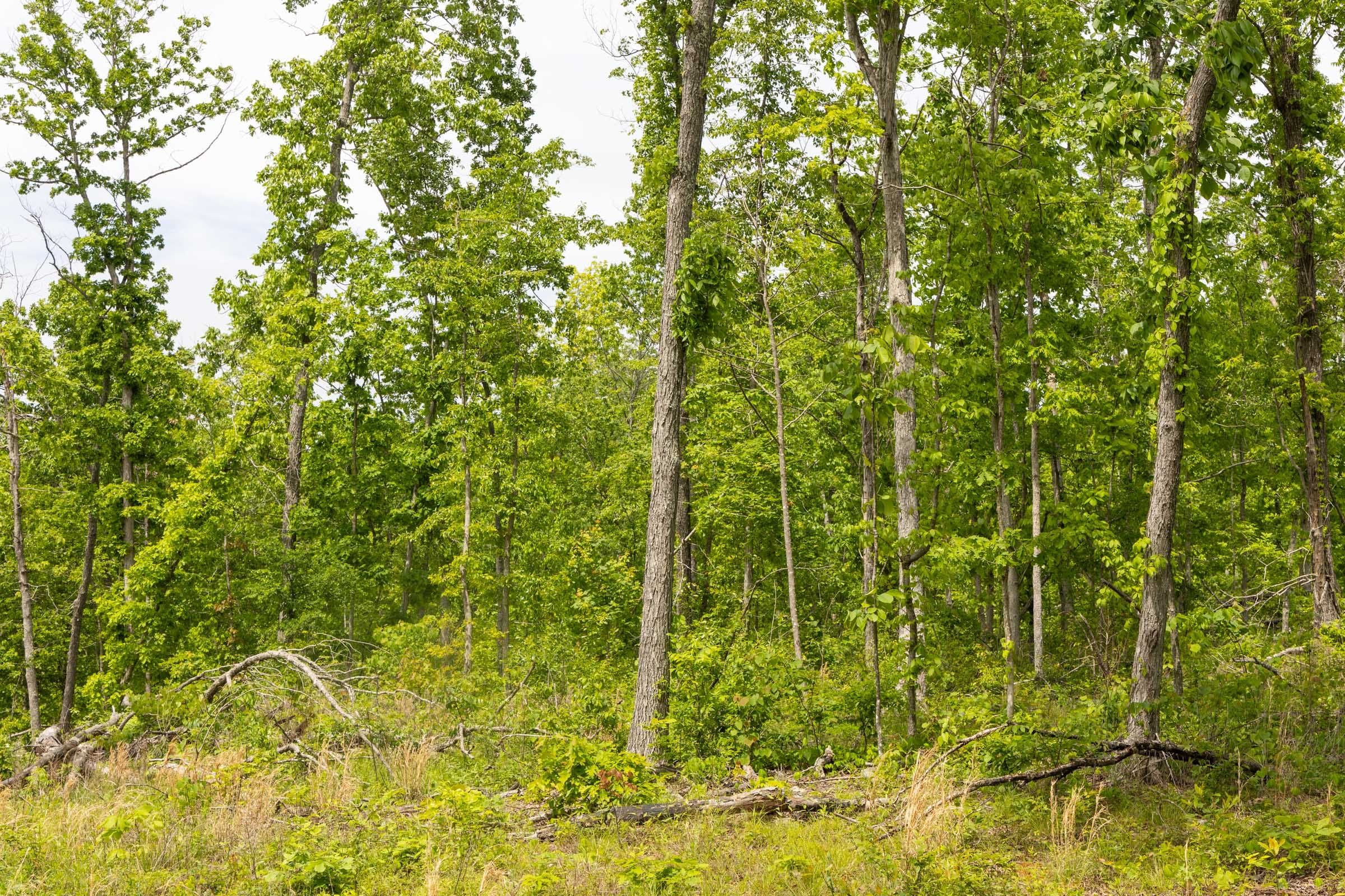 Stardust Estates Tract 12 photo 10