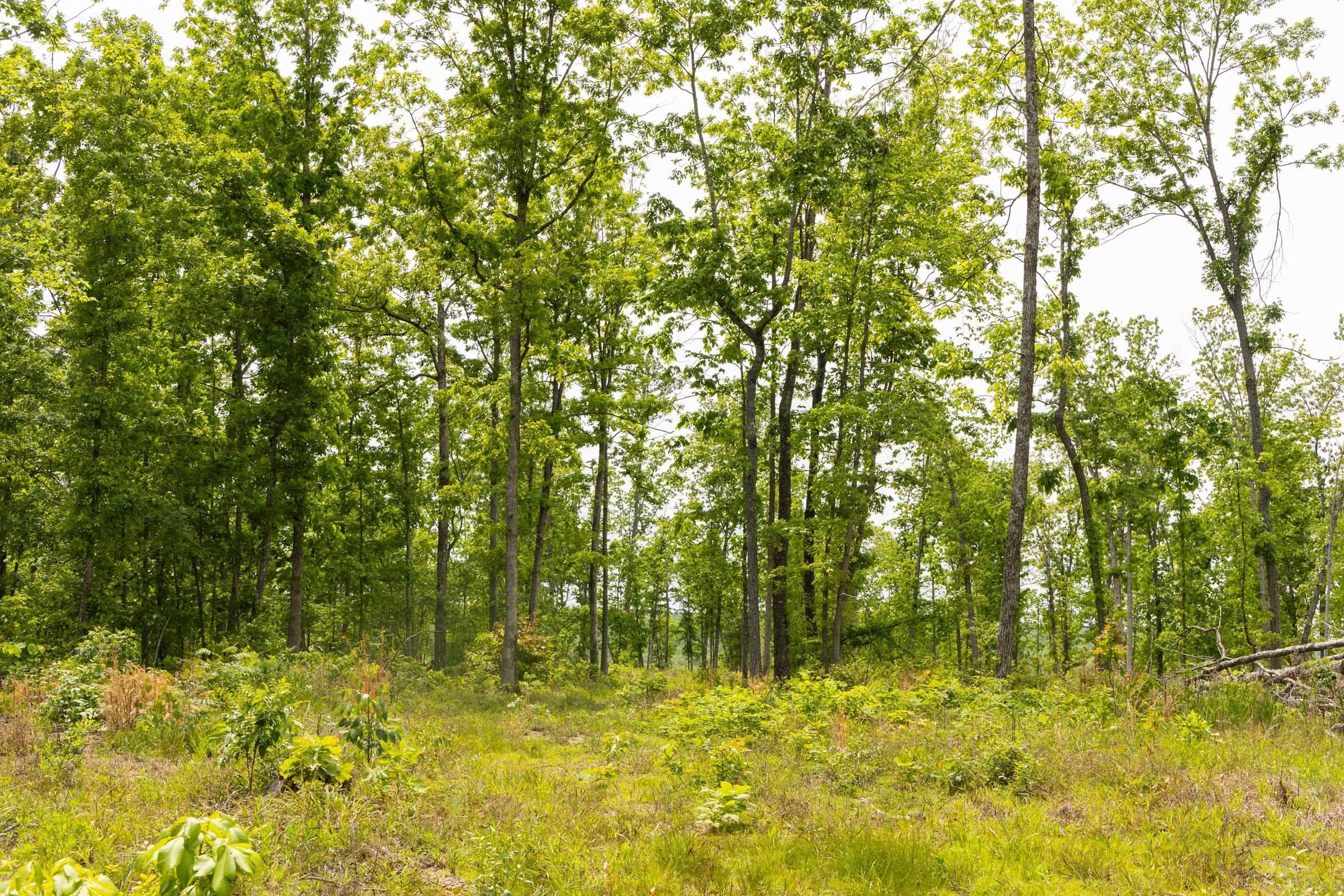 Stardust Estates Tract 12 photo 6