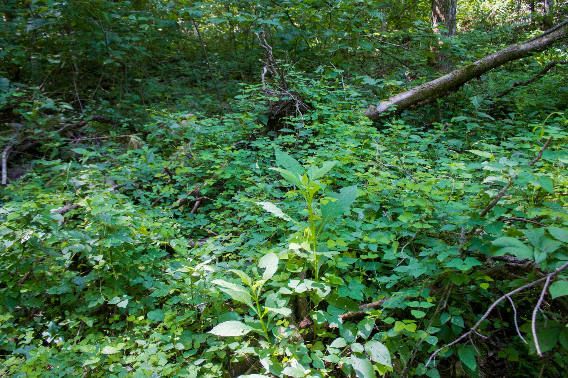 Bluewater Ridge Tract 10 photo 2