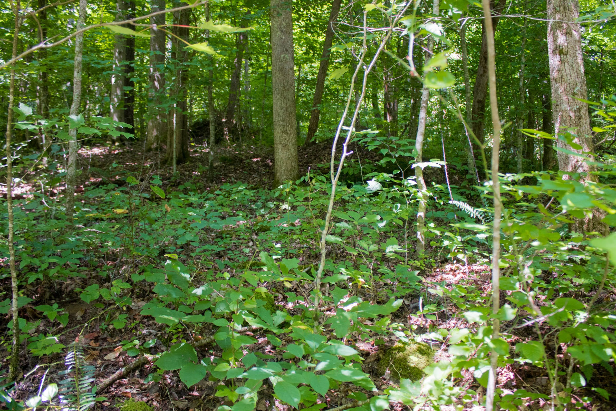 Bluewater Ridge Tract 10 photo 3
