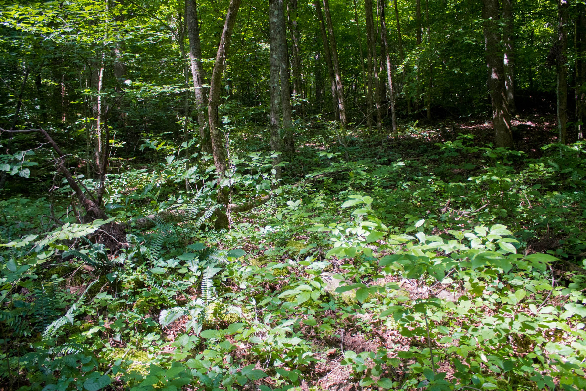 Bluewater Ridge Tract 10 photo 4