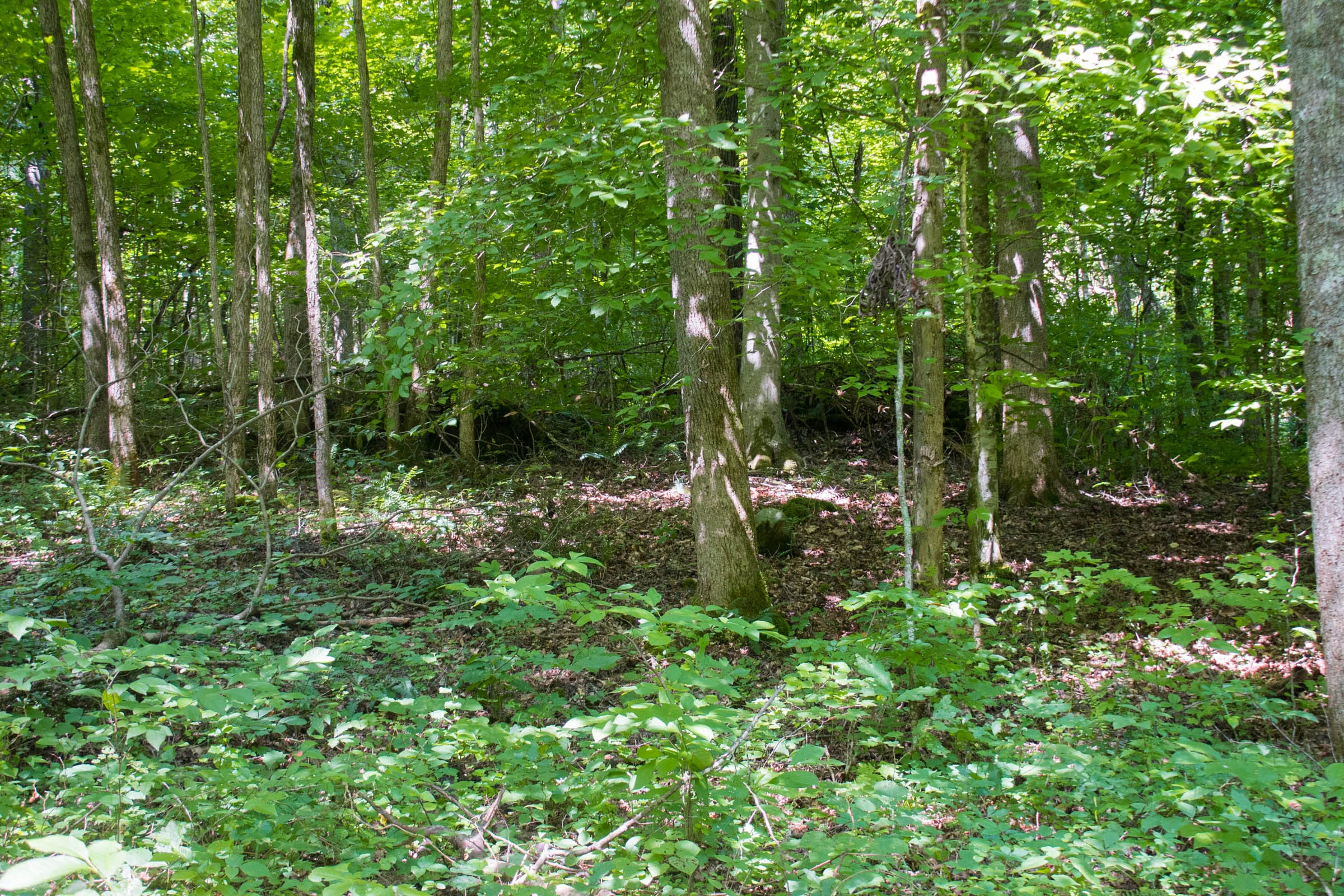Bluewater Ridge Tract 10 photo 6