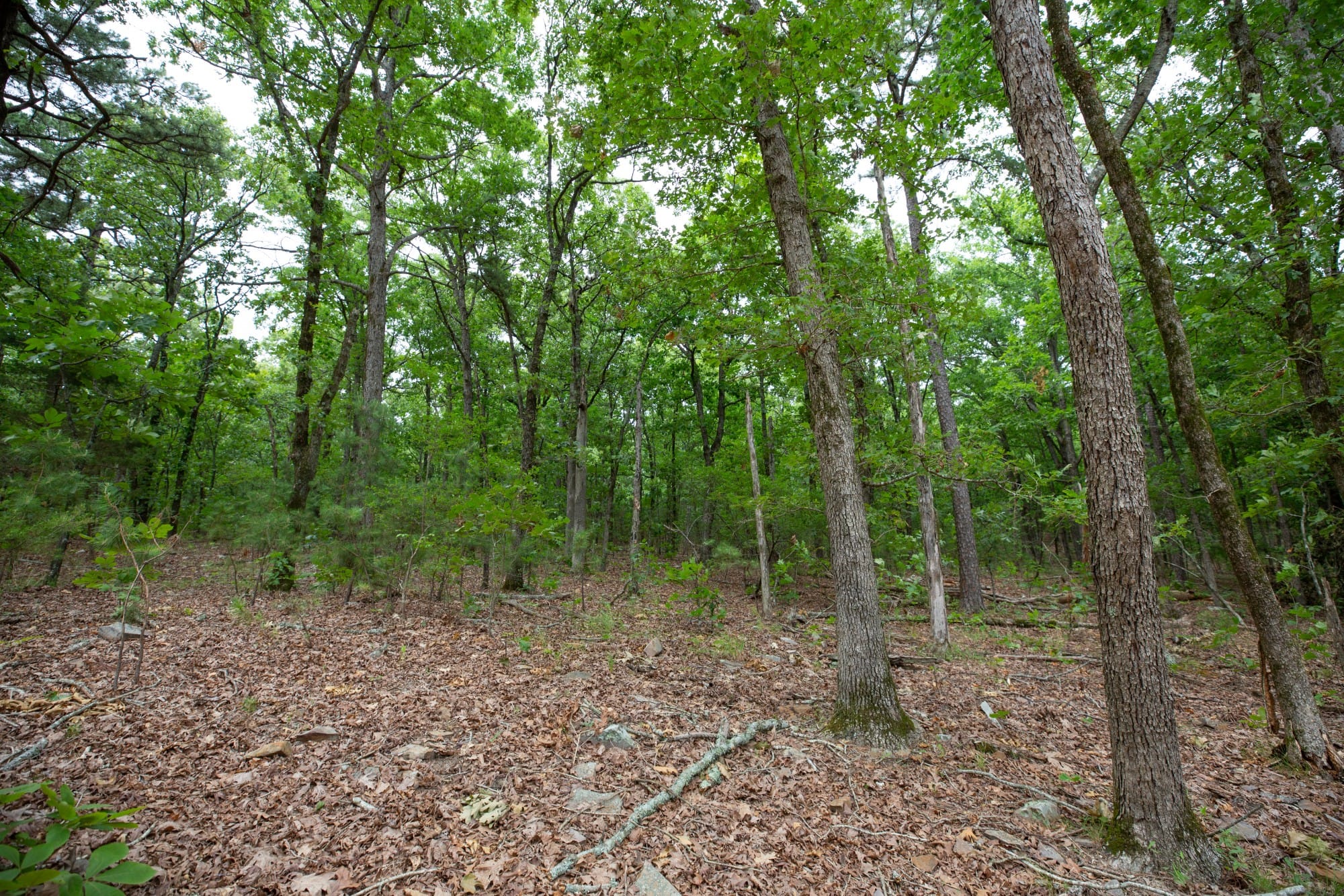 Eagle’s Nest Tract 83 photo 11