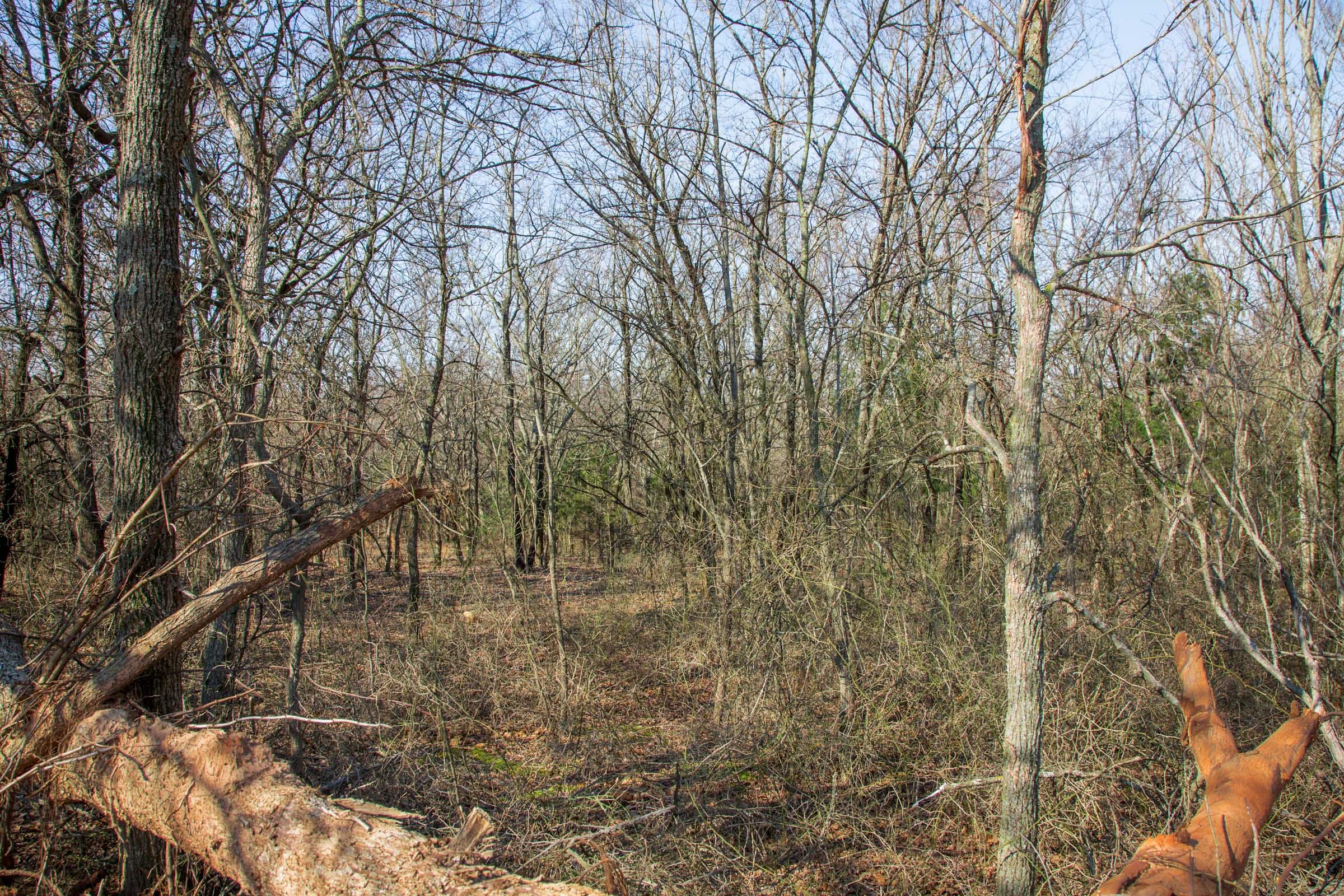 Eufaula Cove Tract 16 photo 4