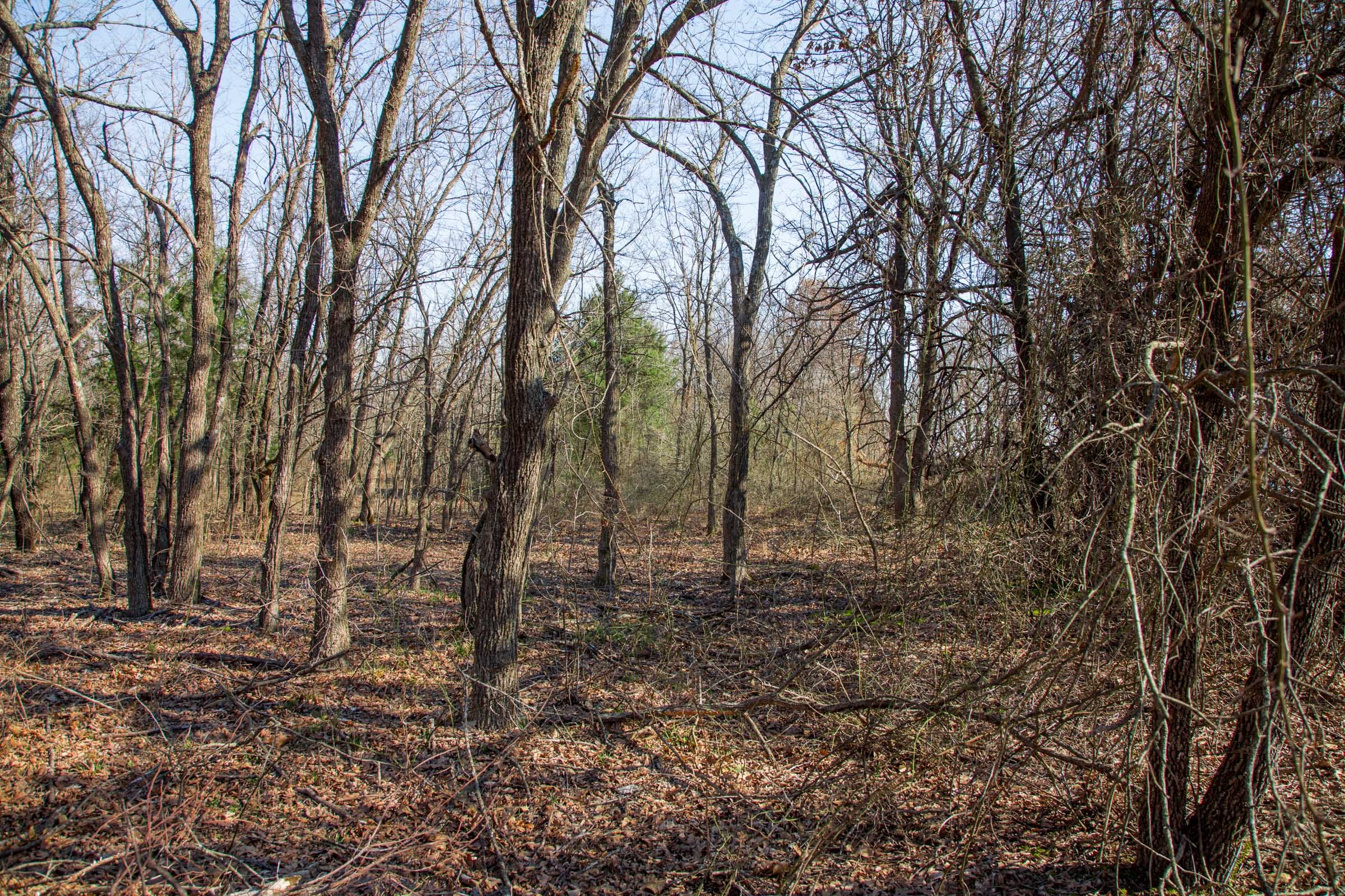Eufaula Cove Tract 16 photo 8