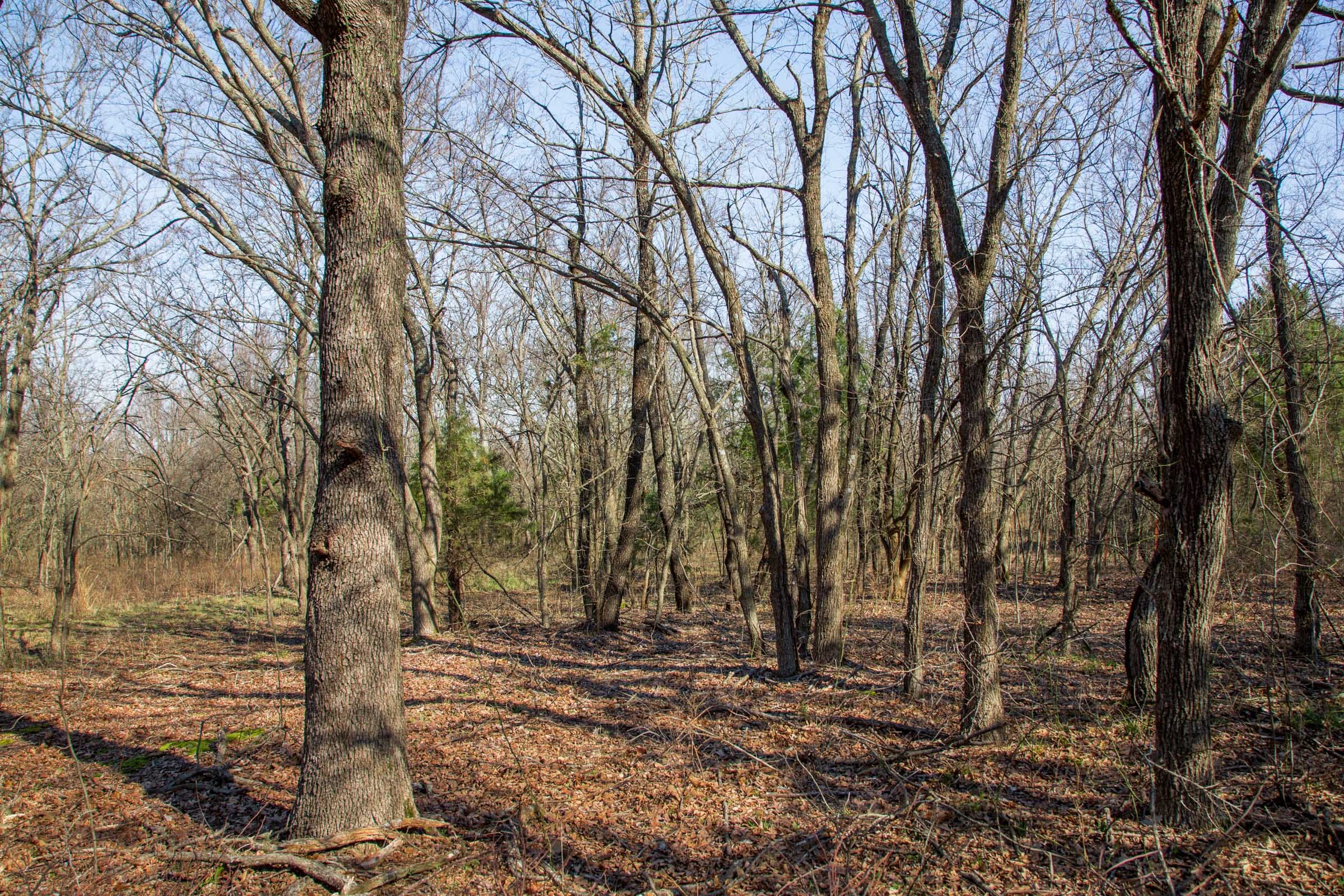 Eufaula Cove Tract 16 photo 9