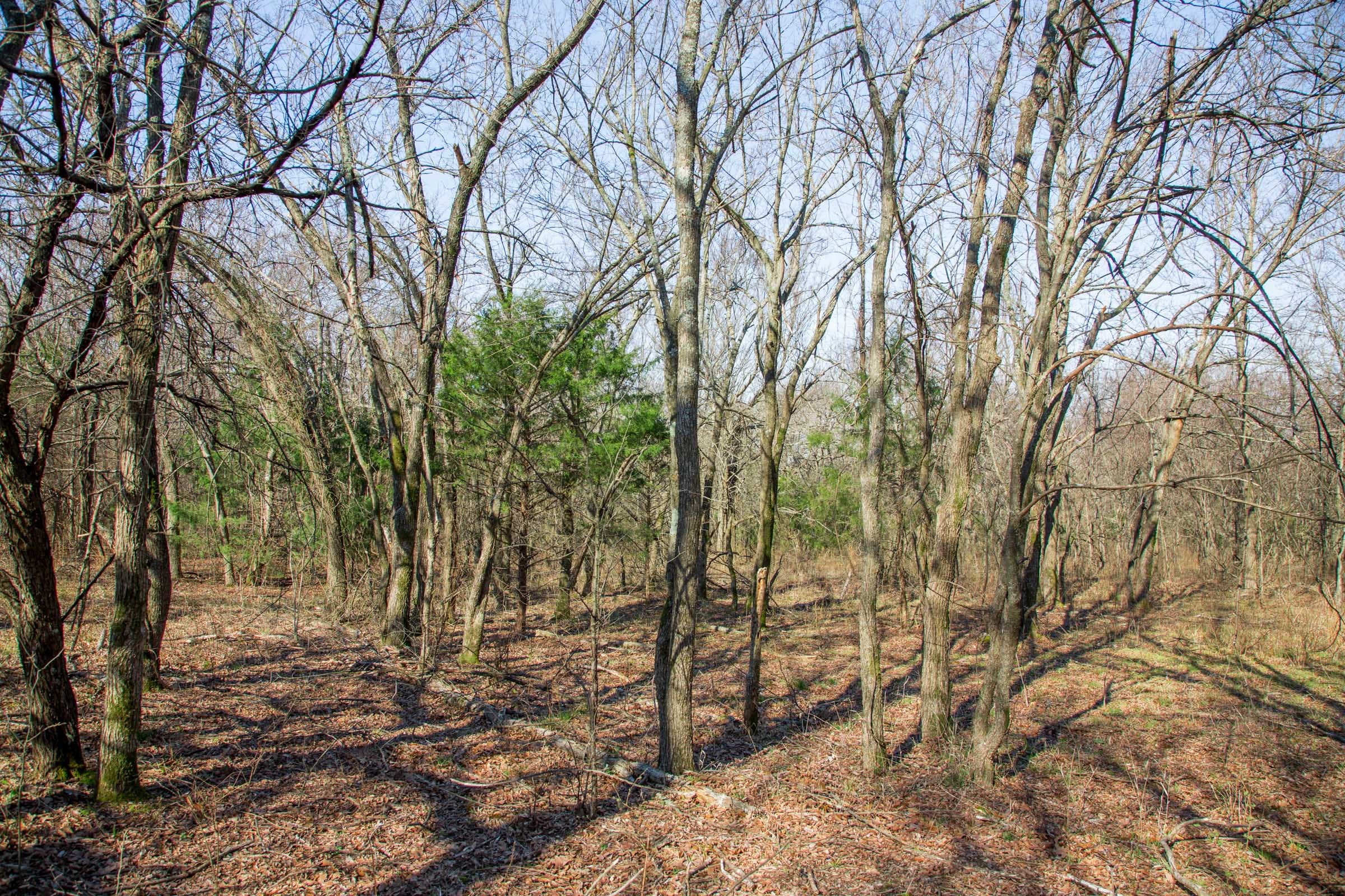 Eufaula Cove Tract 16 photo 13