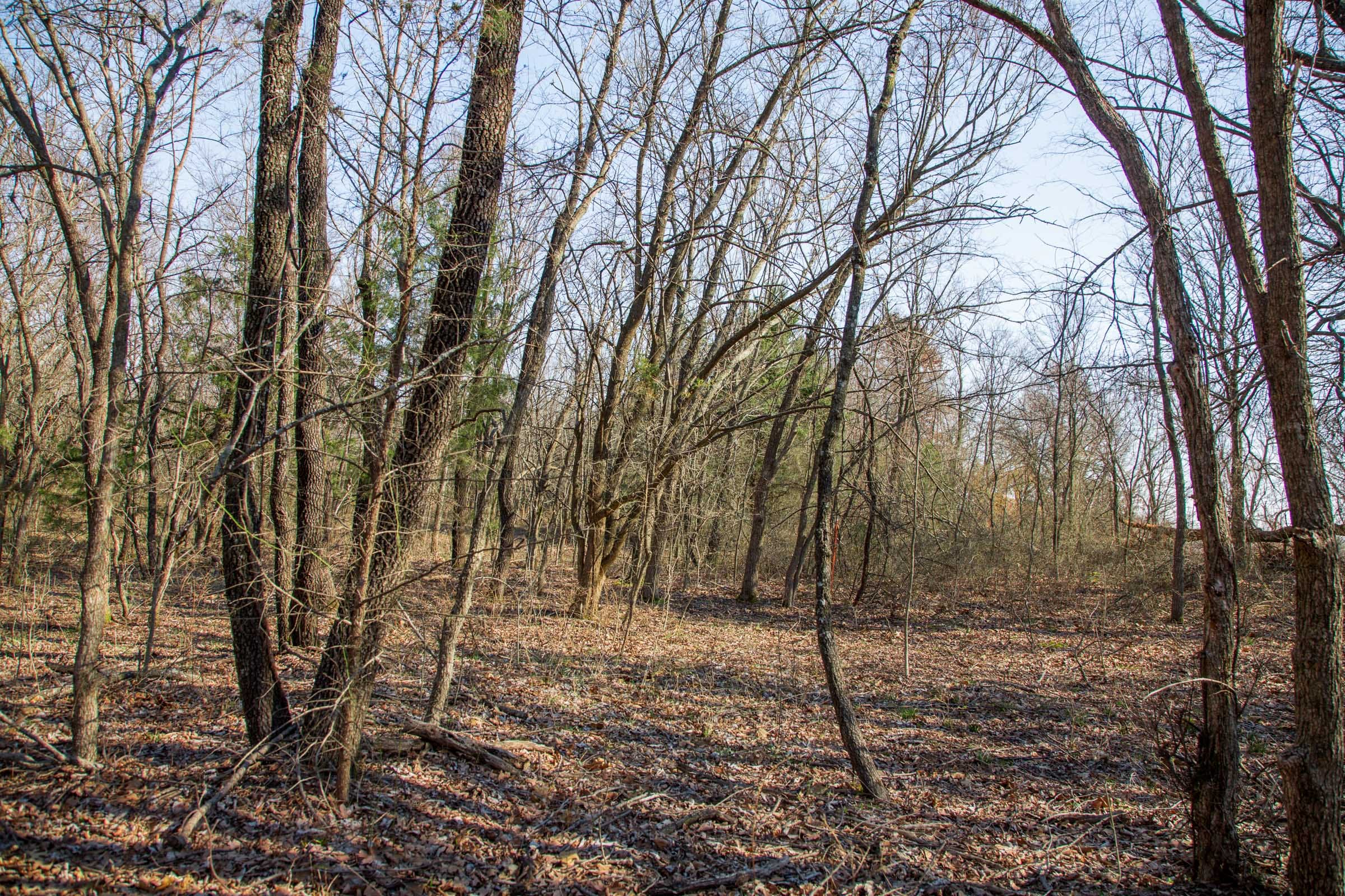 Eufaula Cove Tract 16 photo 16