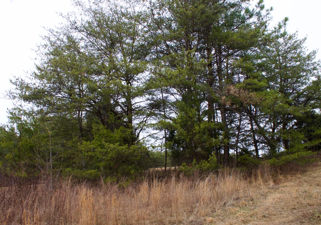 Majestic Rock Ranch Tract 2 photo 6