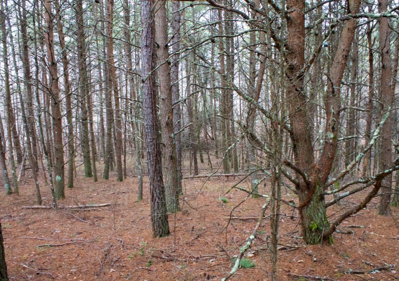 Majestic Rock Ranch Tract 2 photo 22
