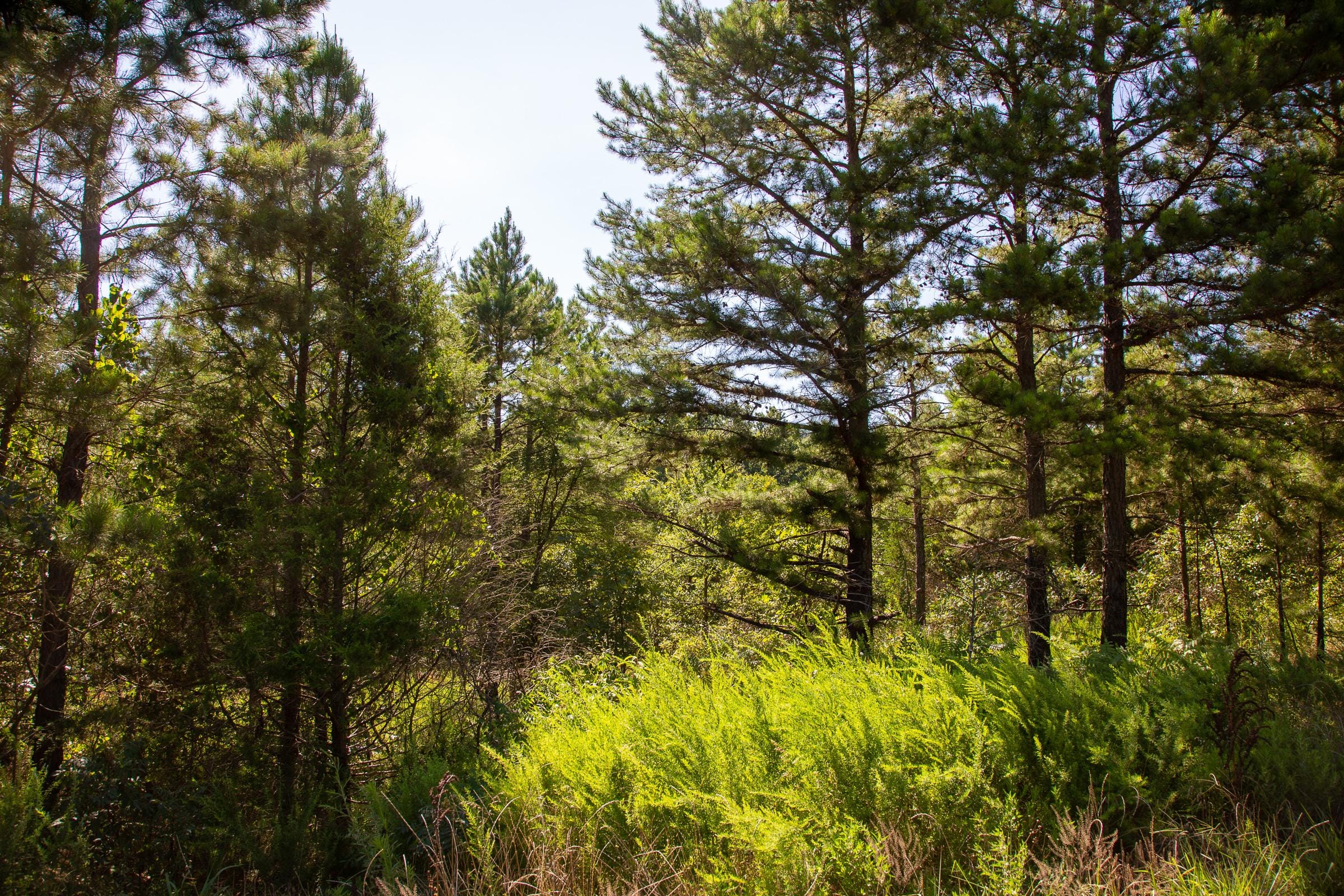 Tyler Stone Ranch Tract 8 photo 3