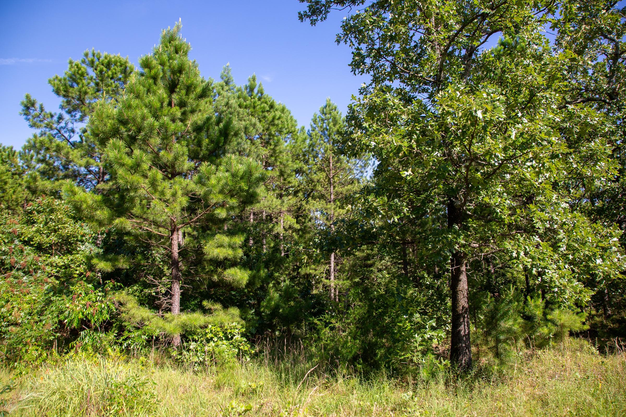 Tyler Stone Ranch Tract 8 photo 9
