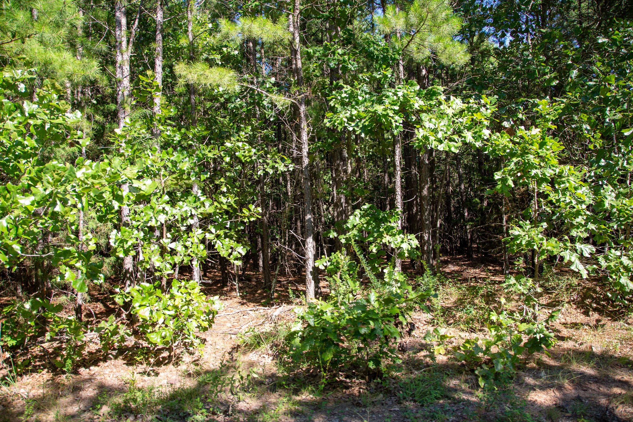 Tyler Stone Ranch Tract 8 photo 11
