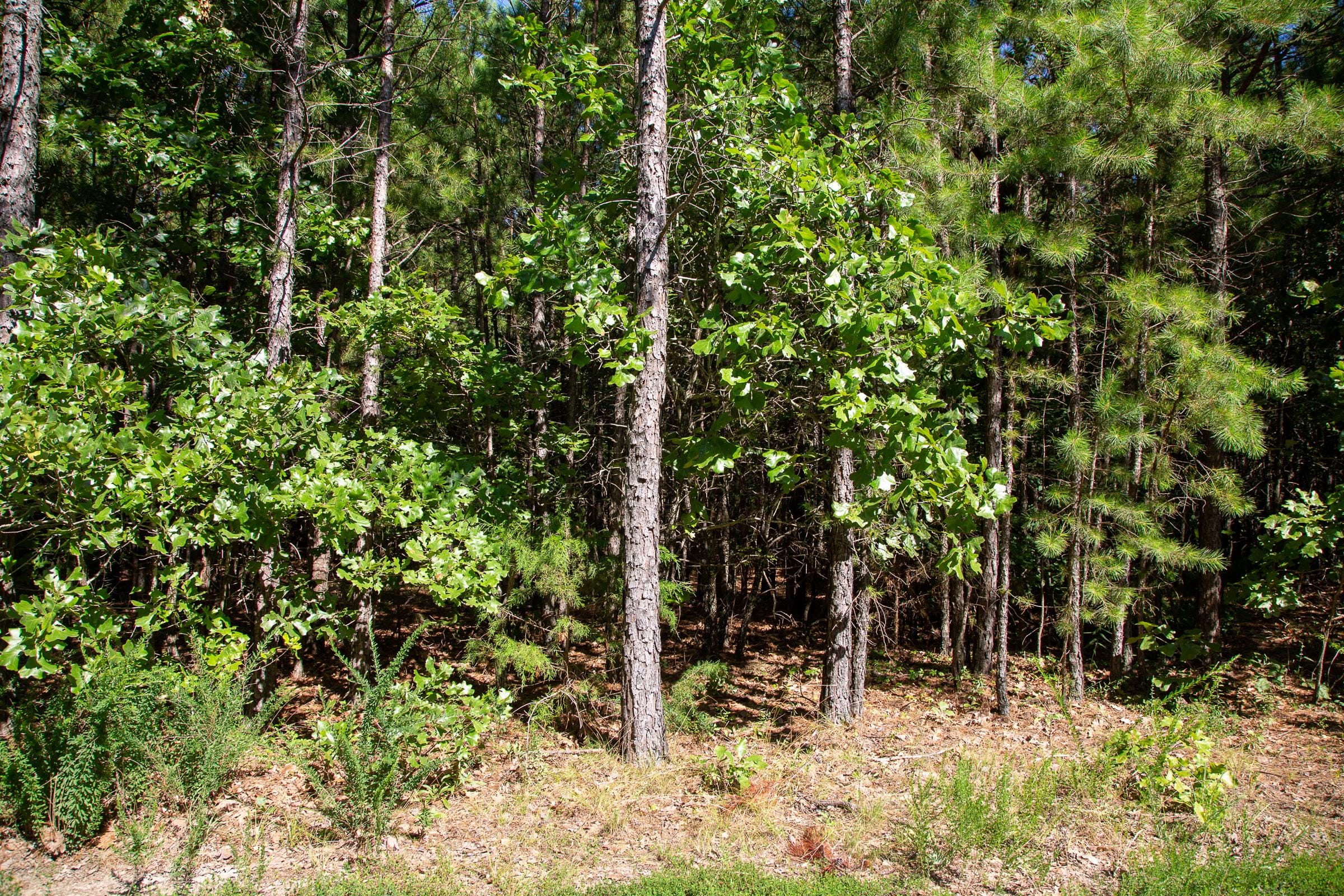 Tyler Stone Ranch Tract 8 photo 12