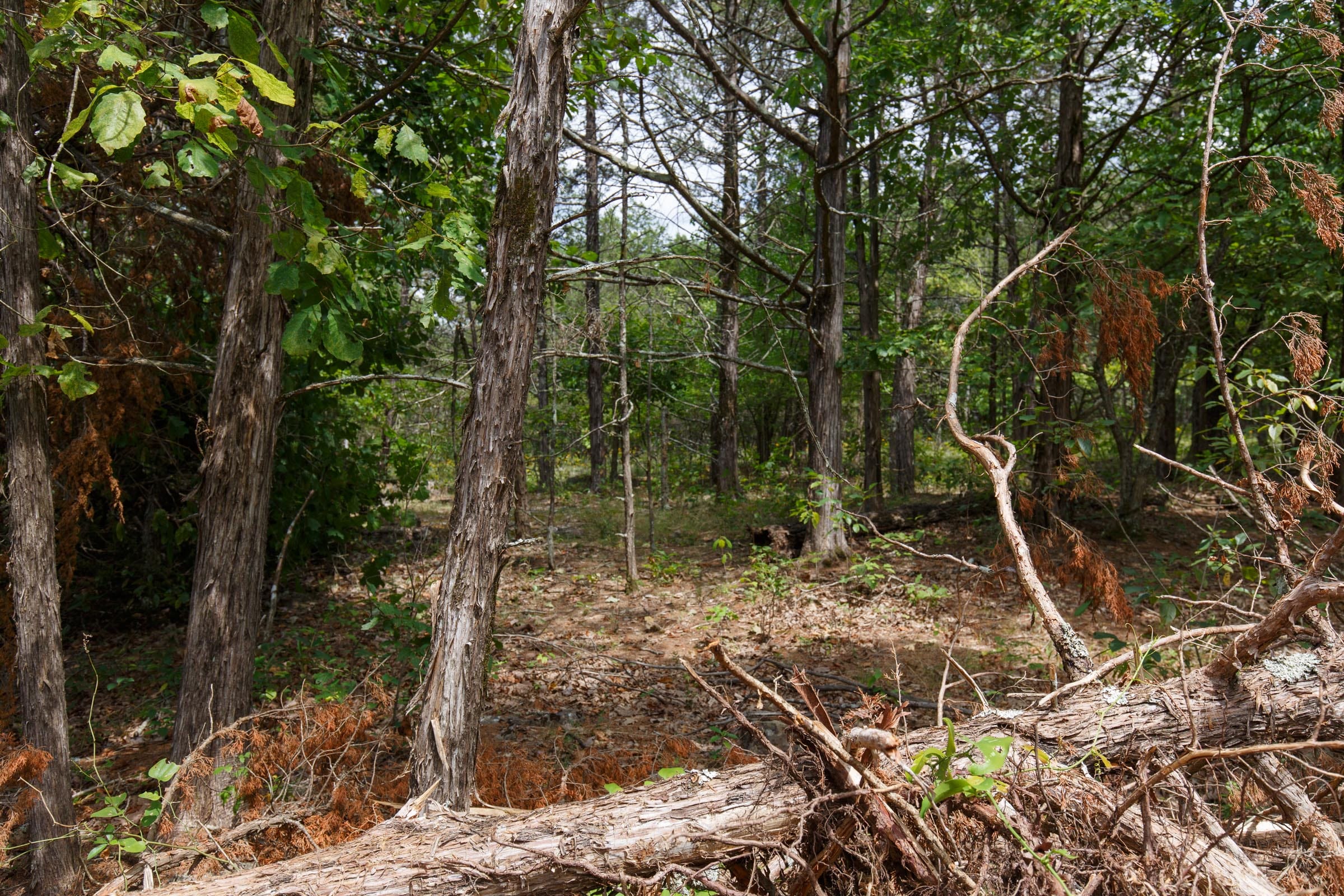 Wildwood Tract 18 photo 3