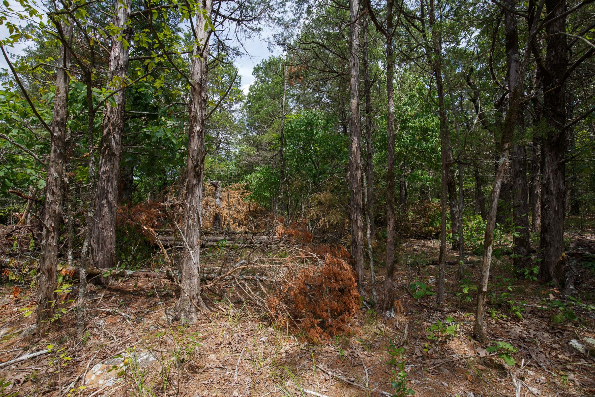 Wildwood Tract 18 photo 7
