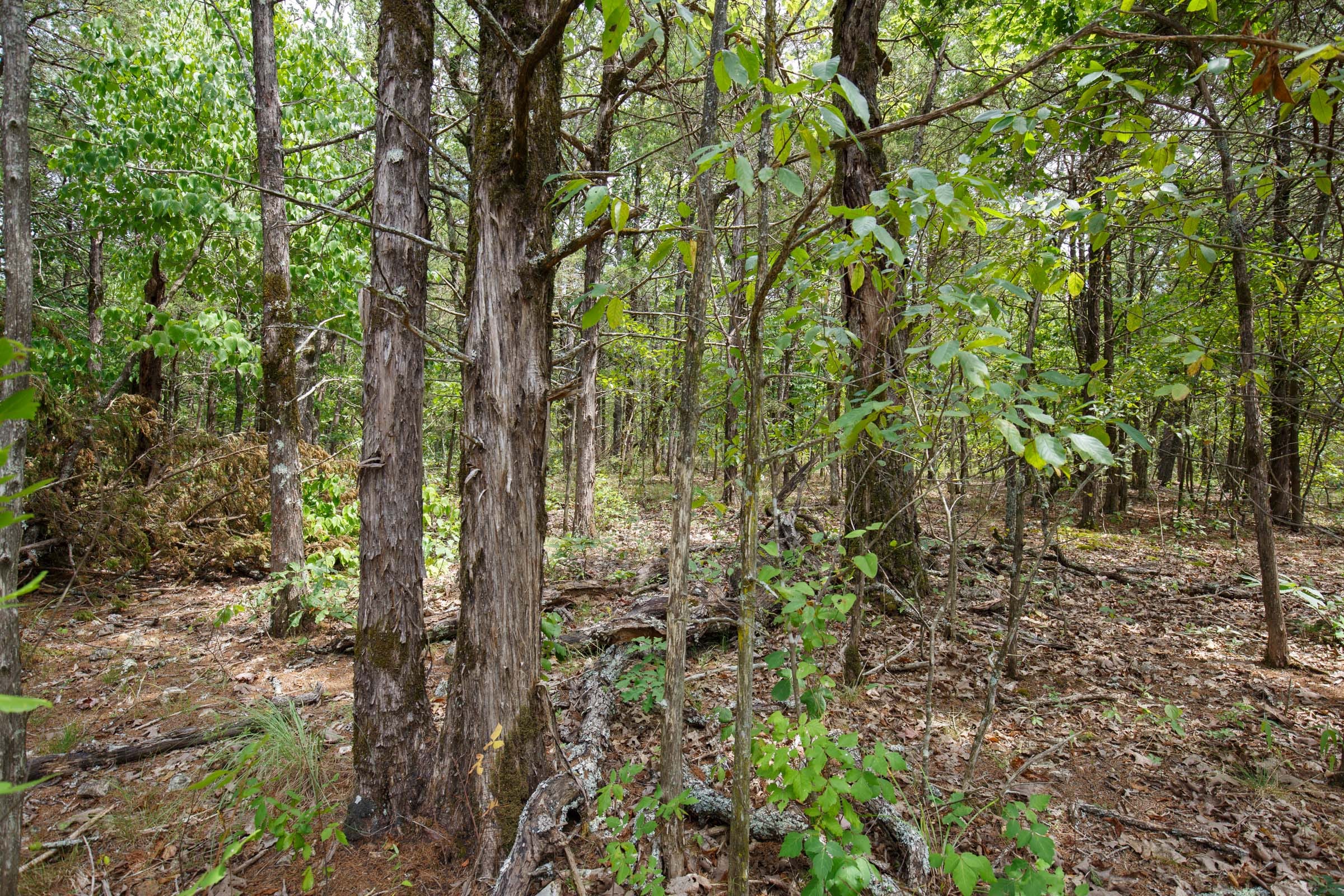 Wildwood Tract 18 photo 4