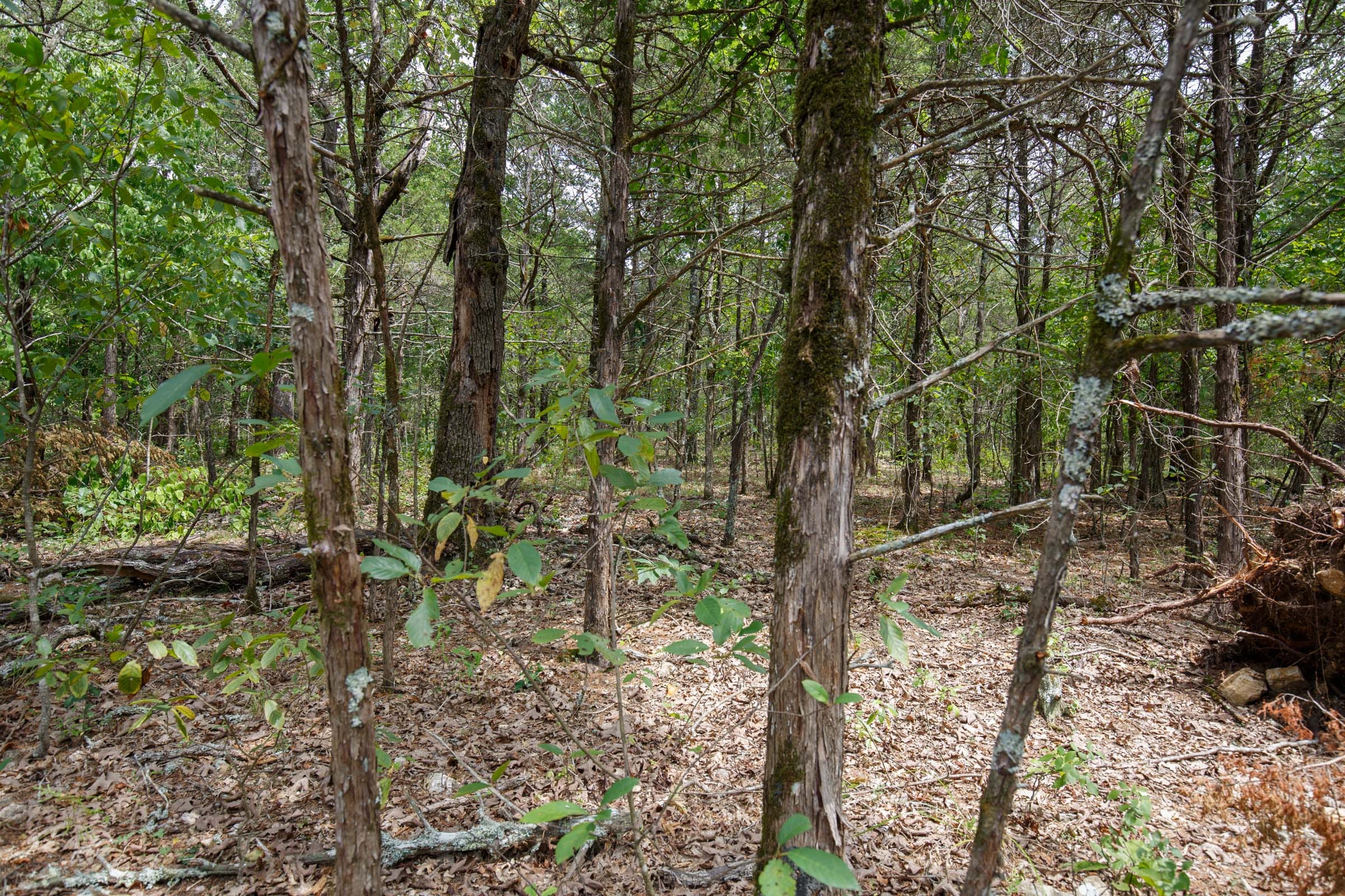 Wildwood Tract 18 photo 6